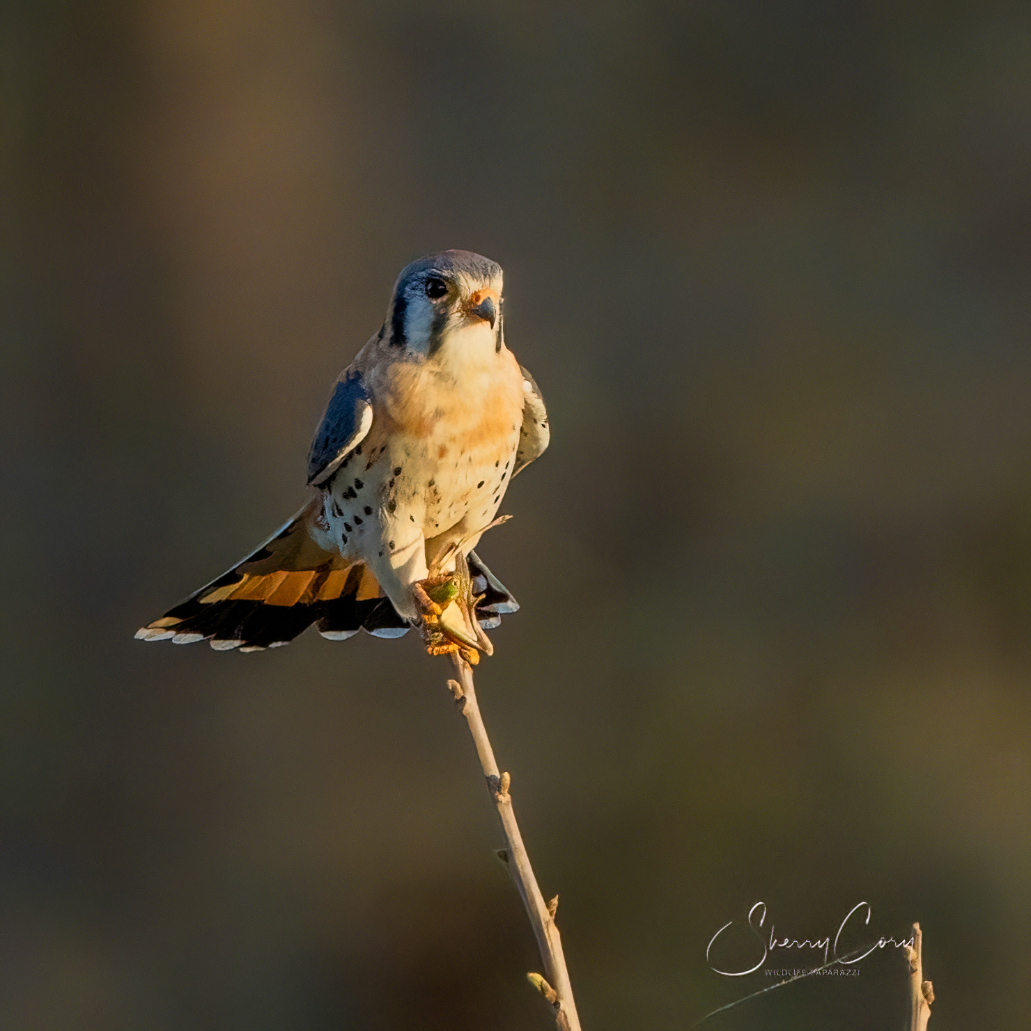 American Kestrel (Falco sparverius)