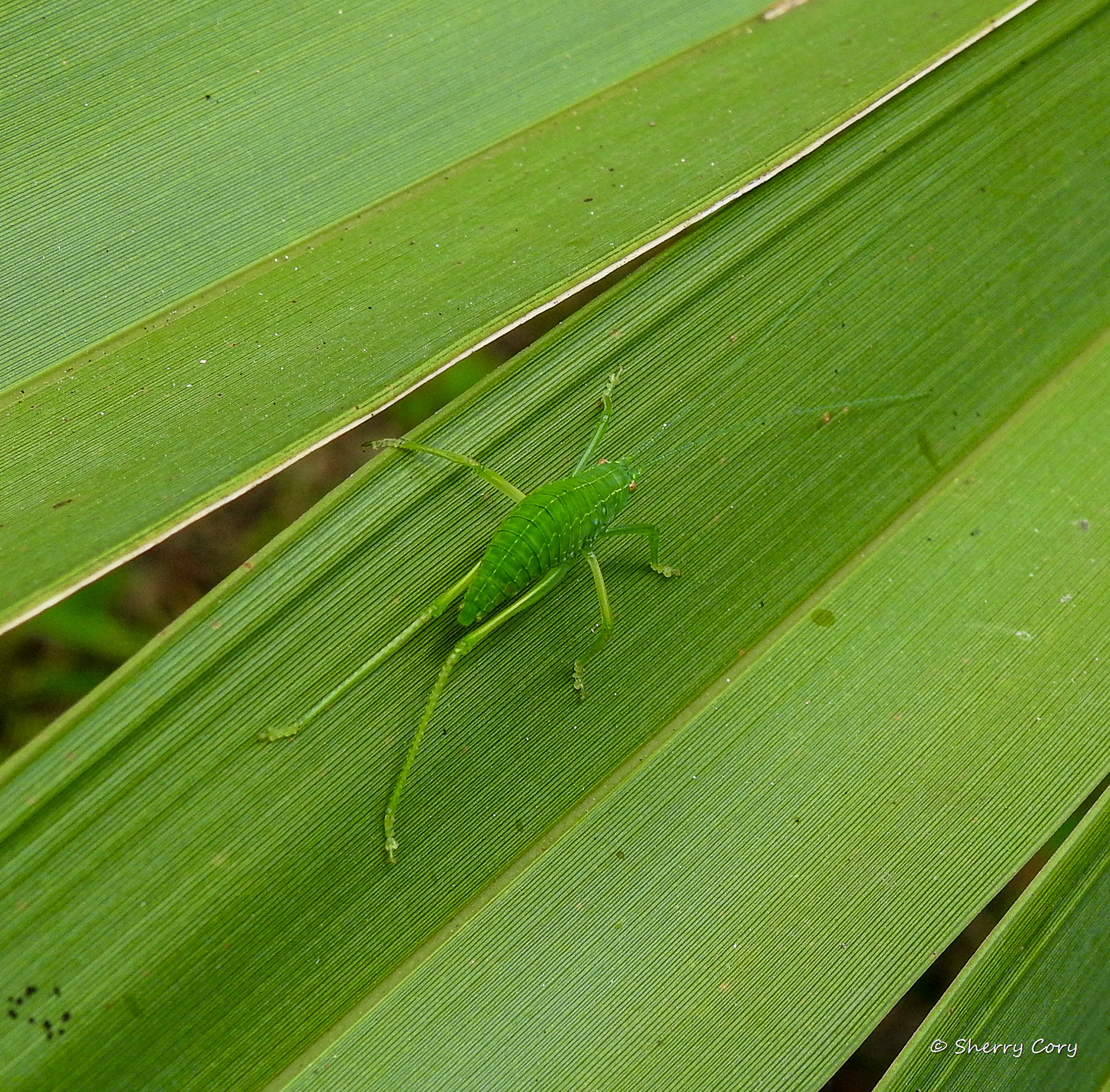 Central Texas Leaf-Katydid