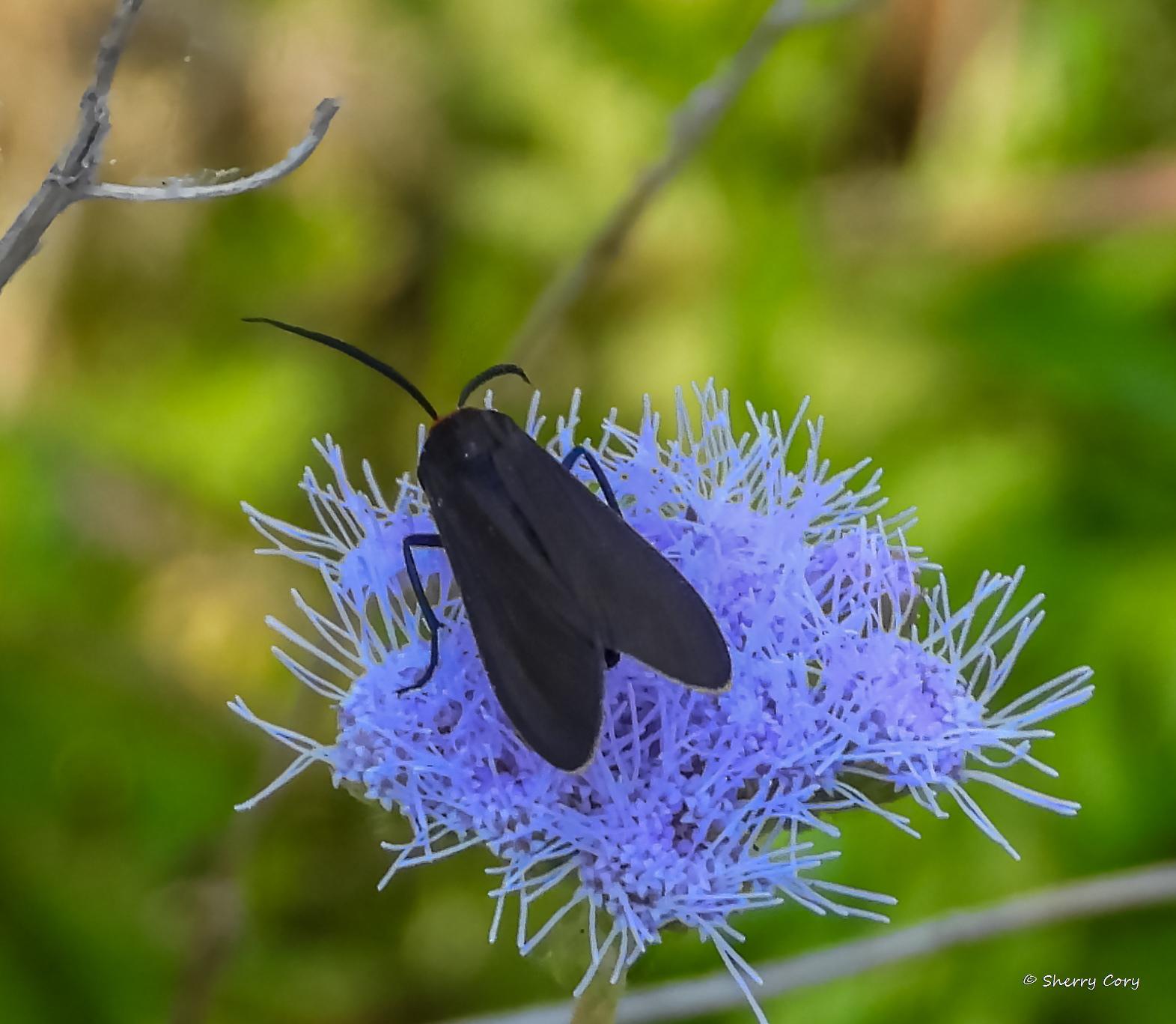 Yellow Collared Scape Moth