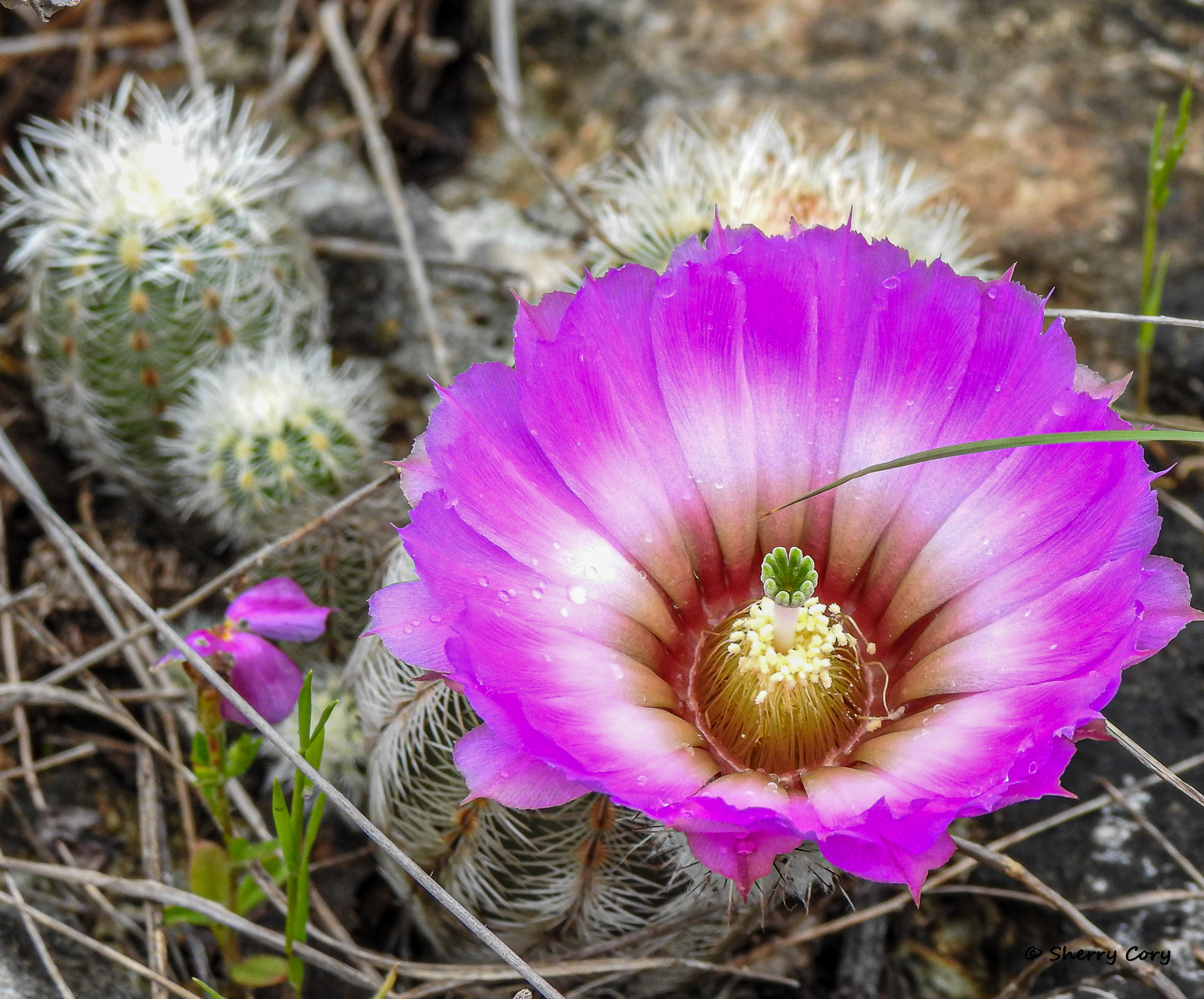 Ladyfinger Cactus