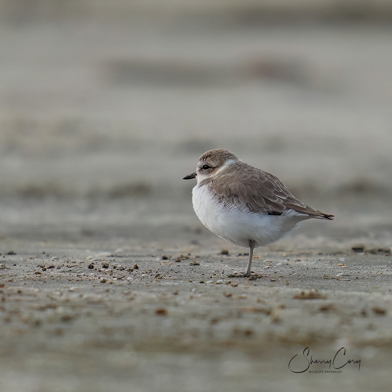 Snowy Plover (Anarhynchus nivosus)