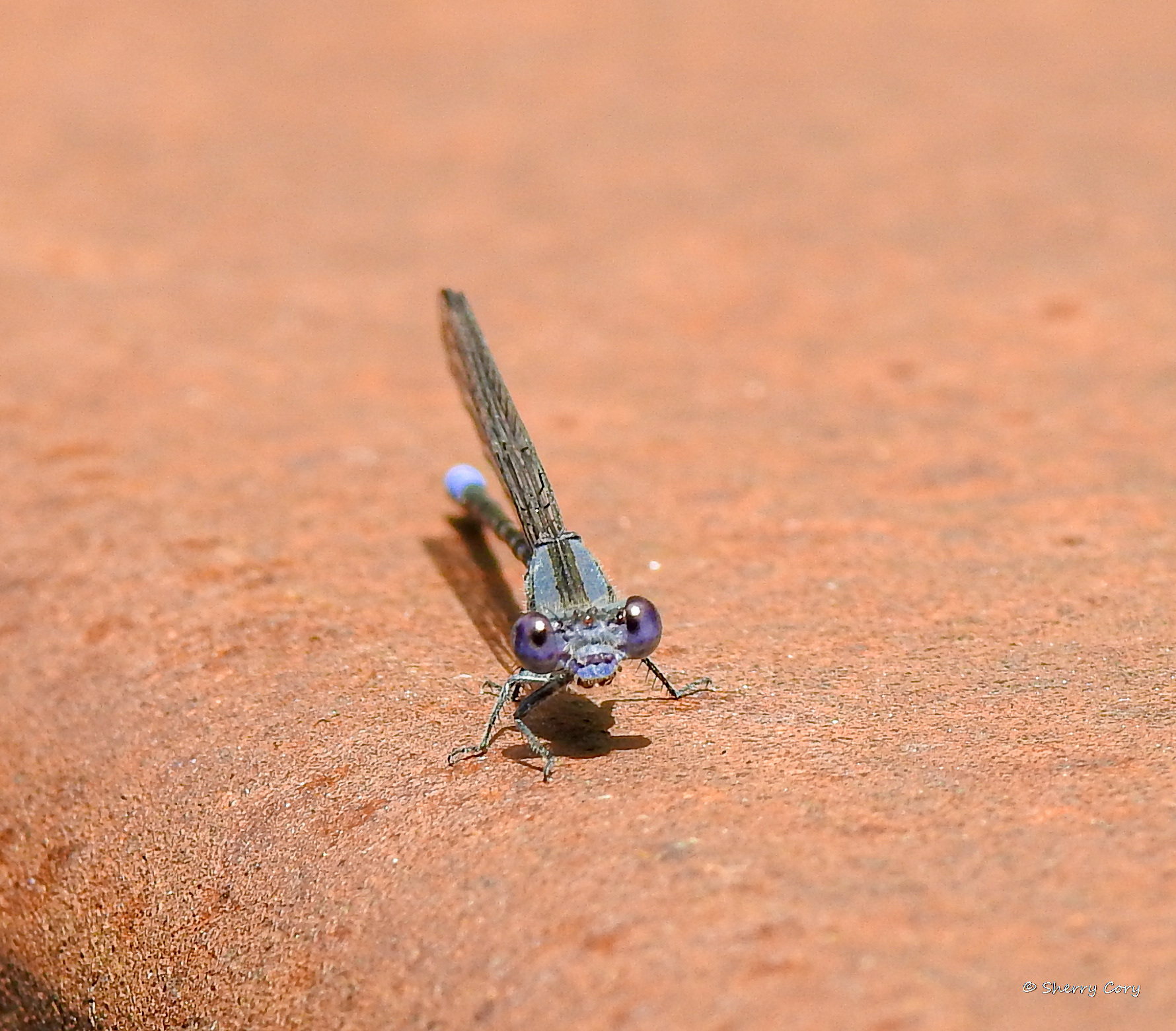Variegated Dancer