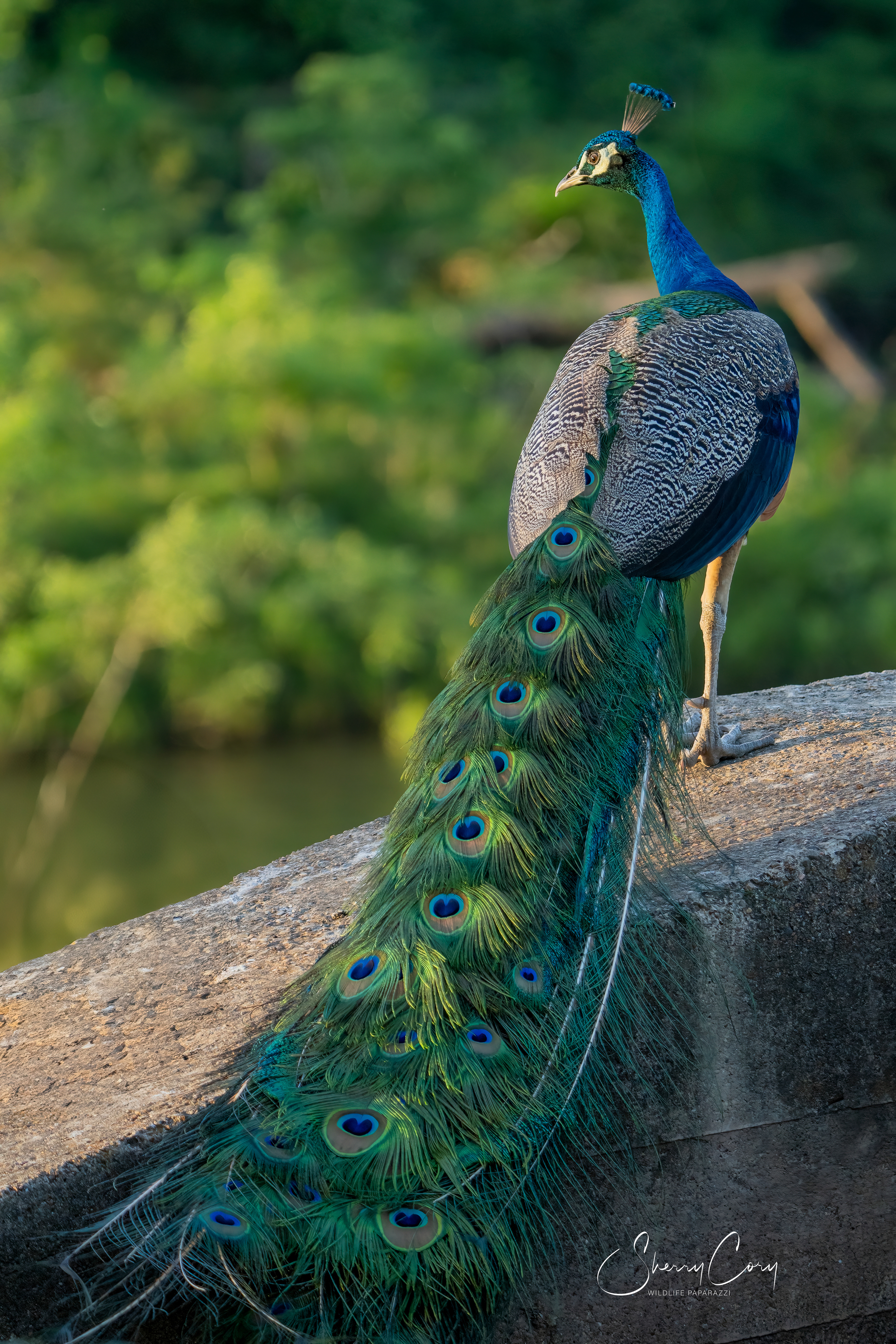 Peacock
