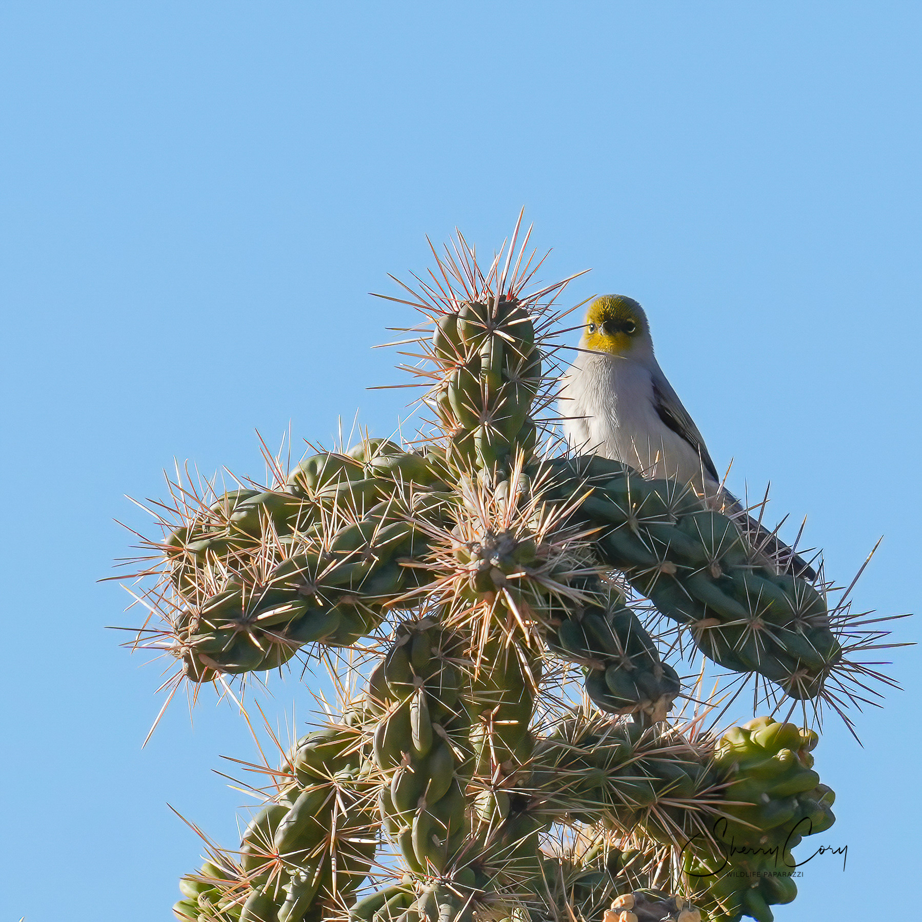 Verdin