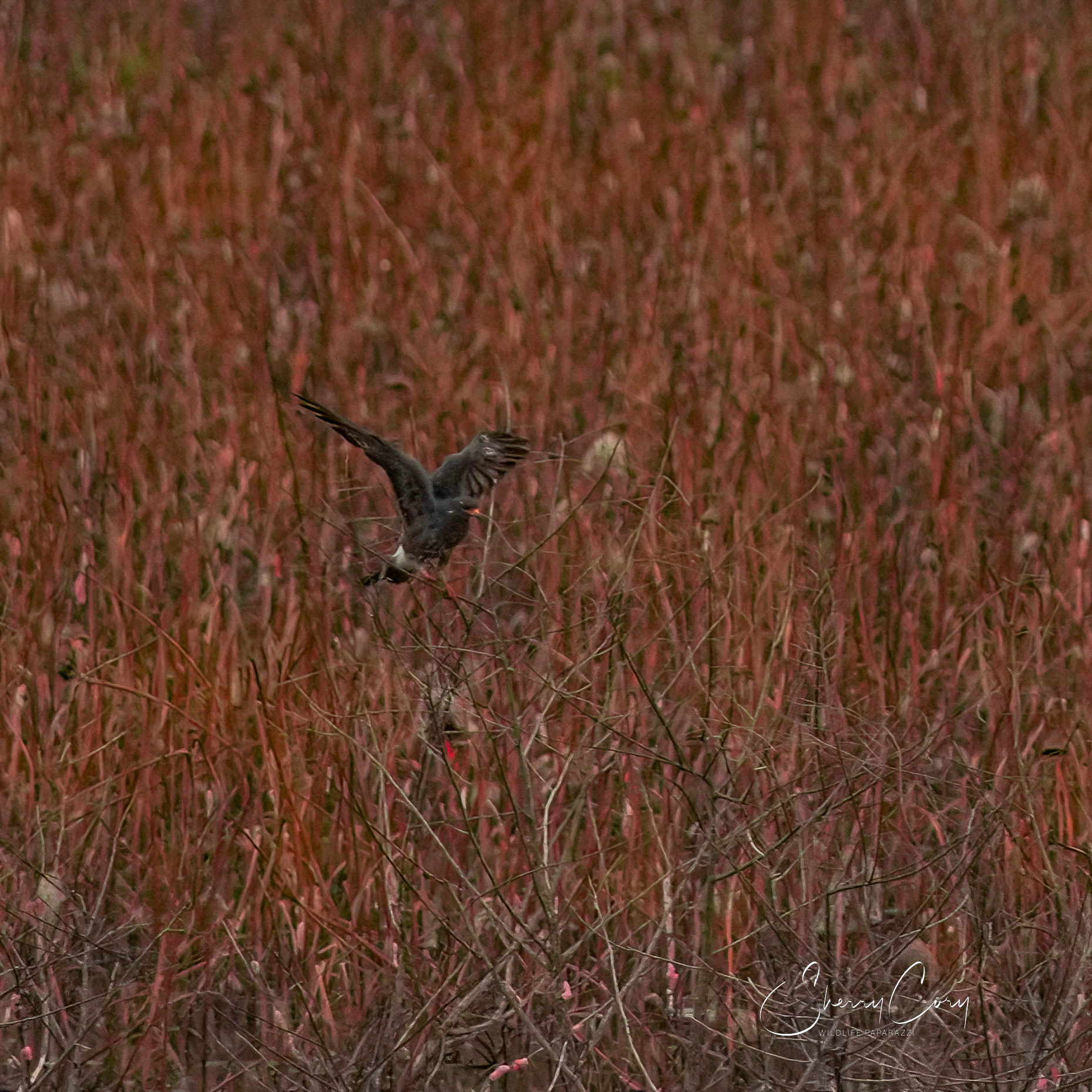 Snail kite (Rostrhamus sociabilis)