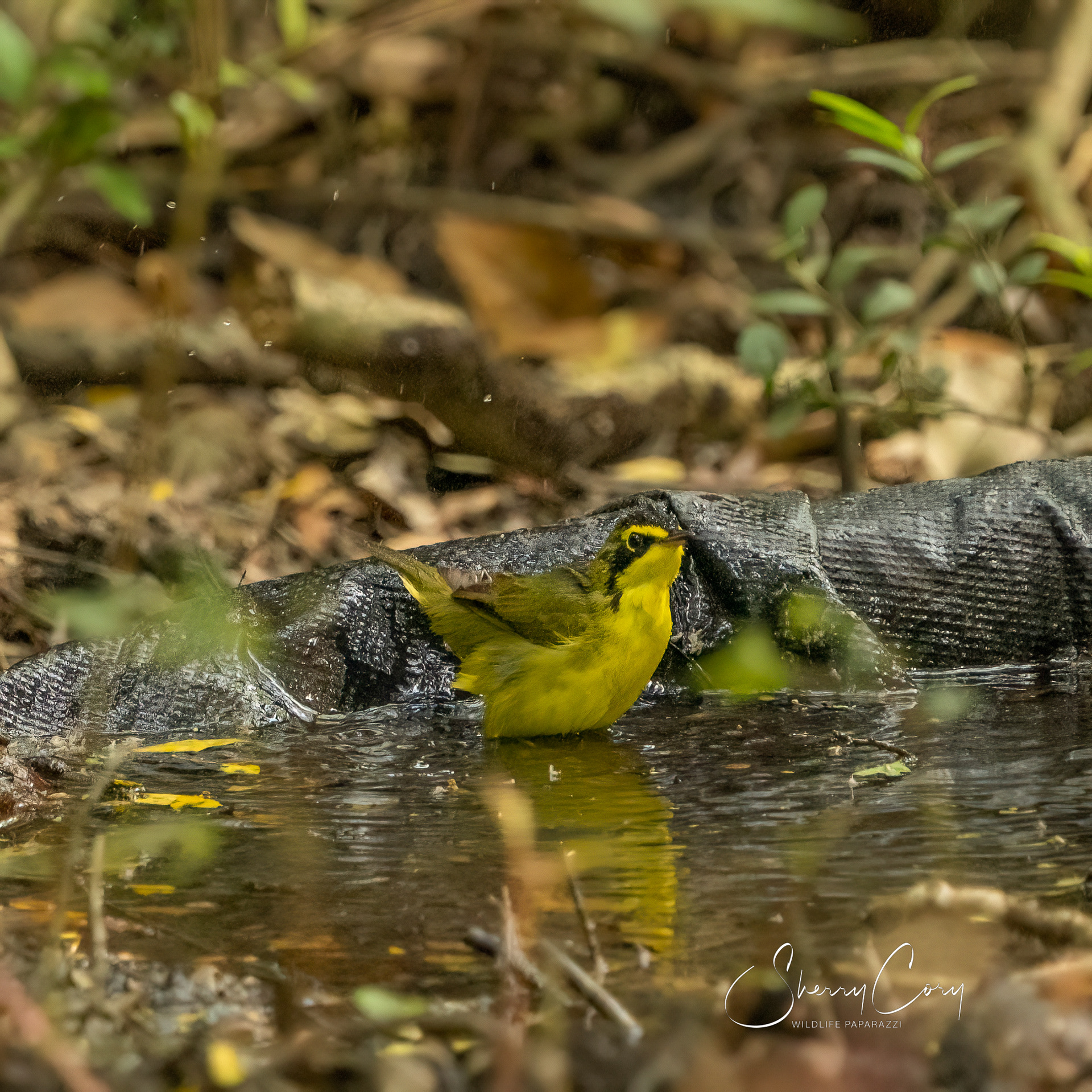 Kentucky Warbler (Geothylypis formosa)