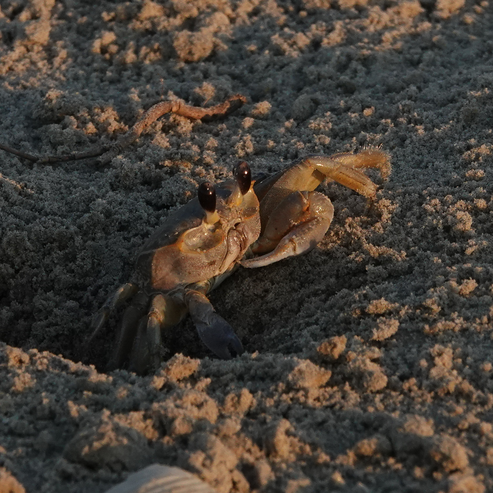 Ghost Crab