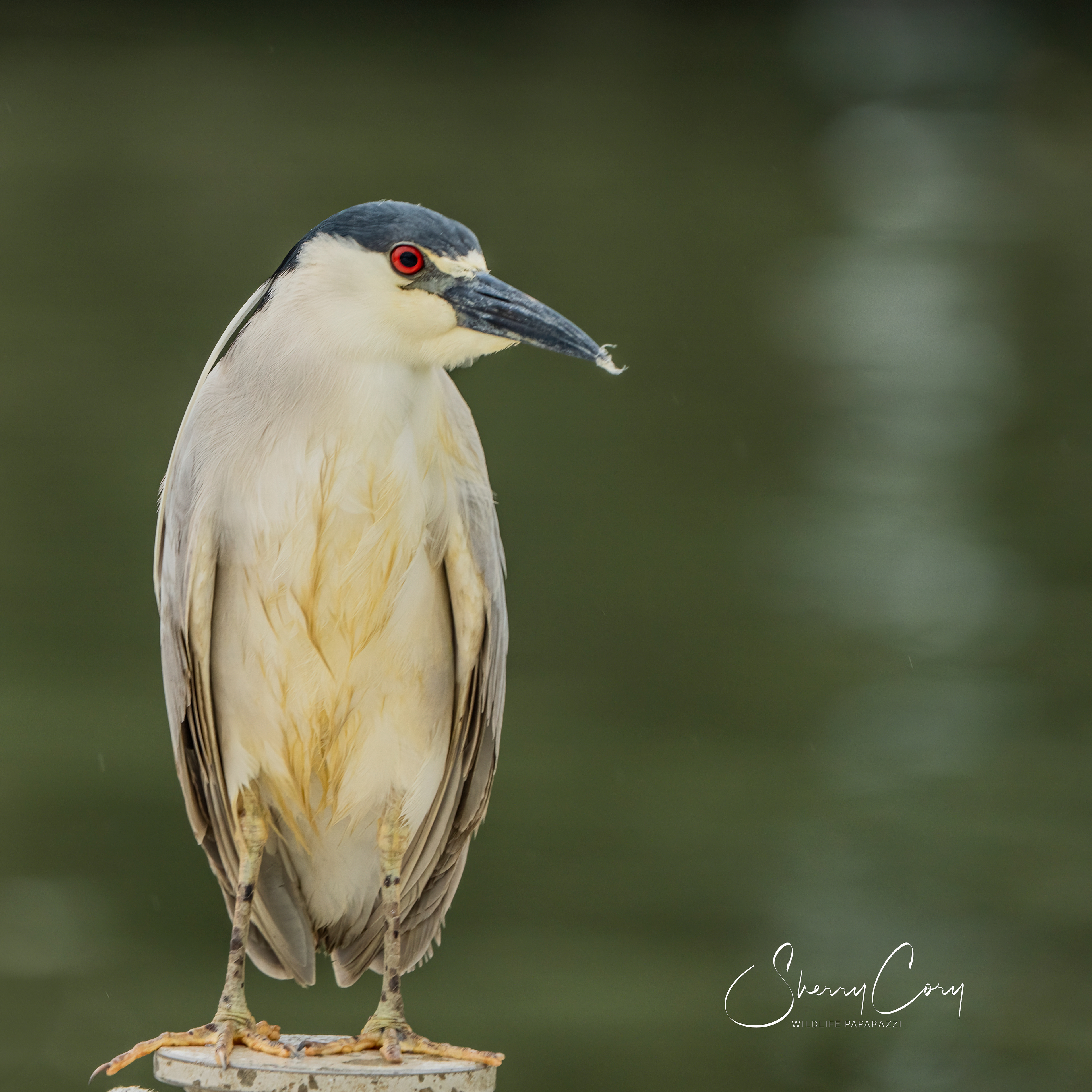 Black Crowned Night Heron