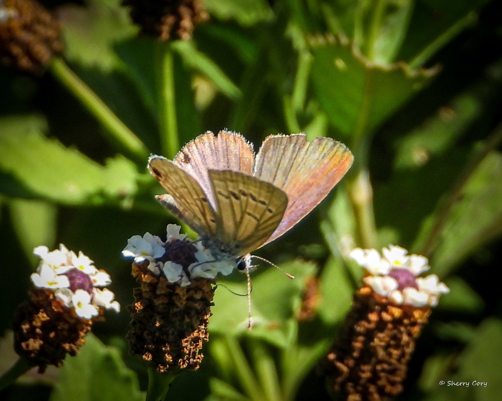 Brephidium pseudofea