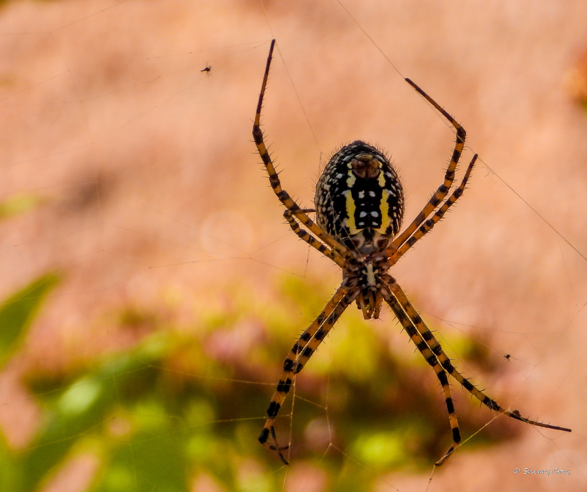 Banded Garden Spider
