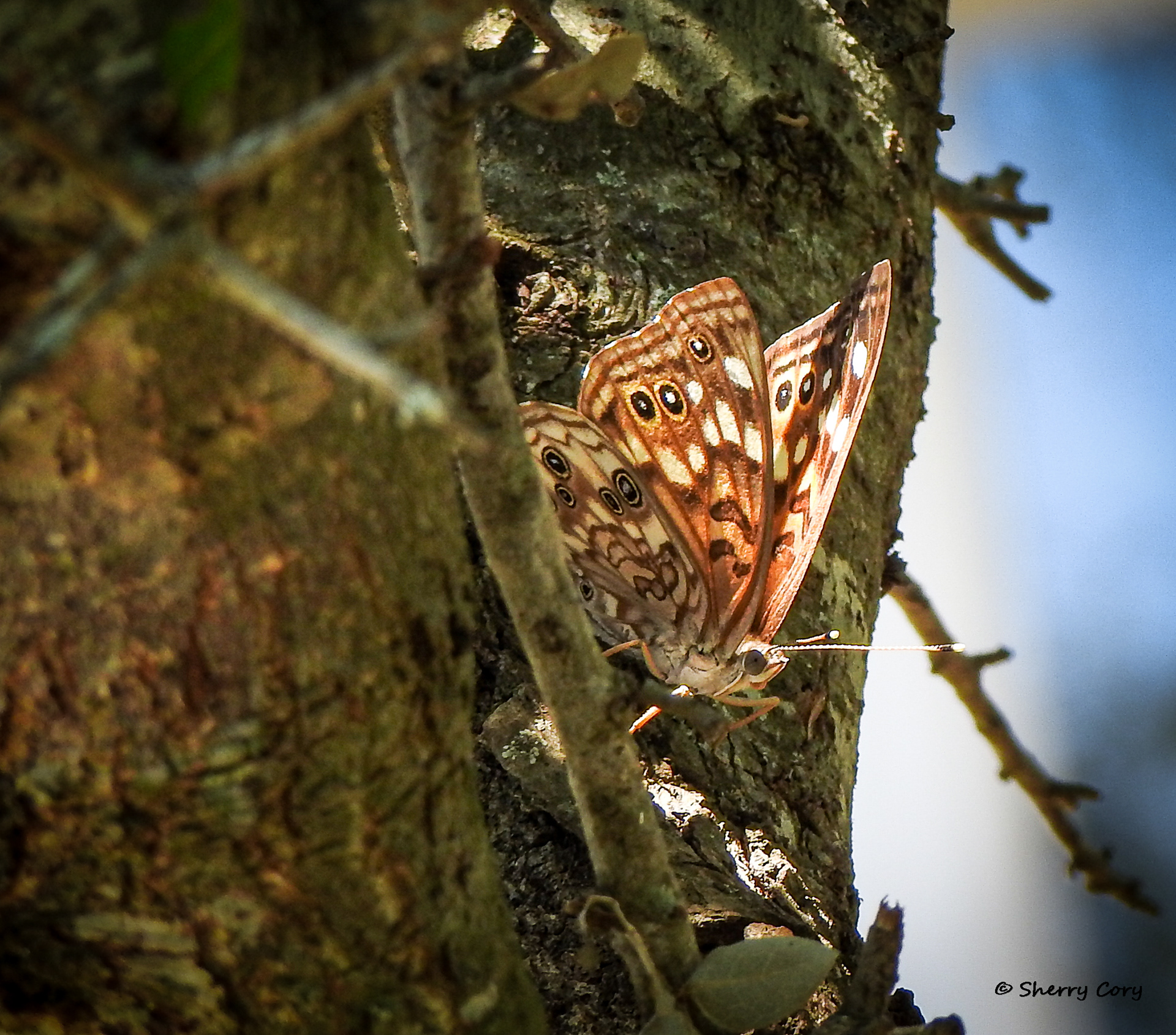 Hackberry Emperor
