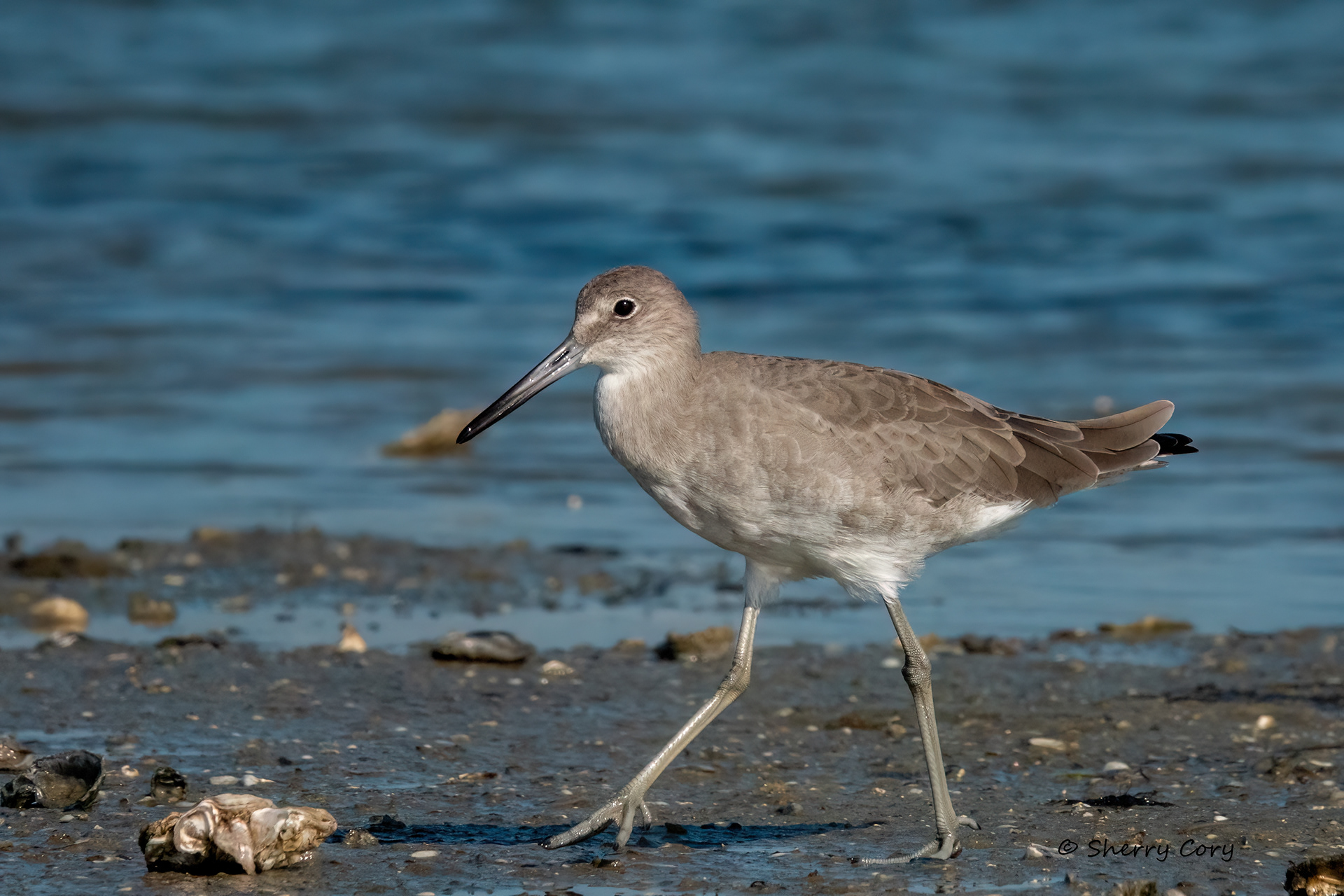 Willet (Tringa semipalmata)