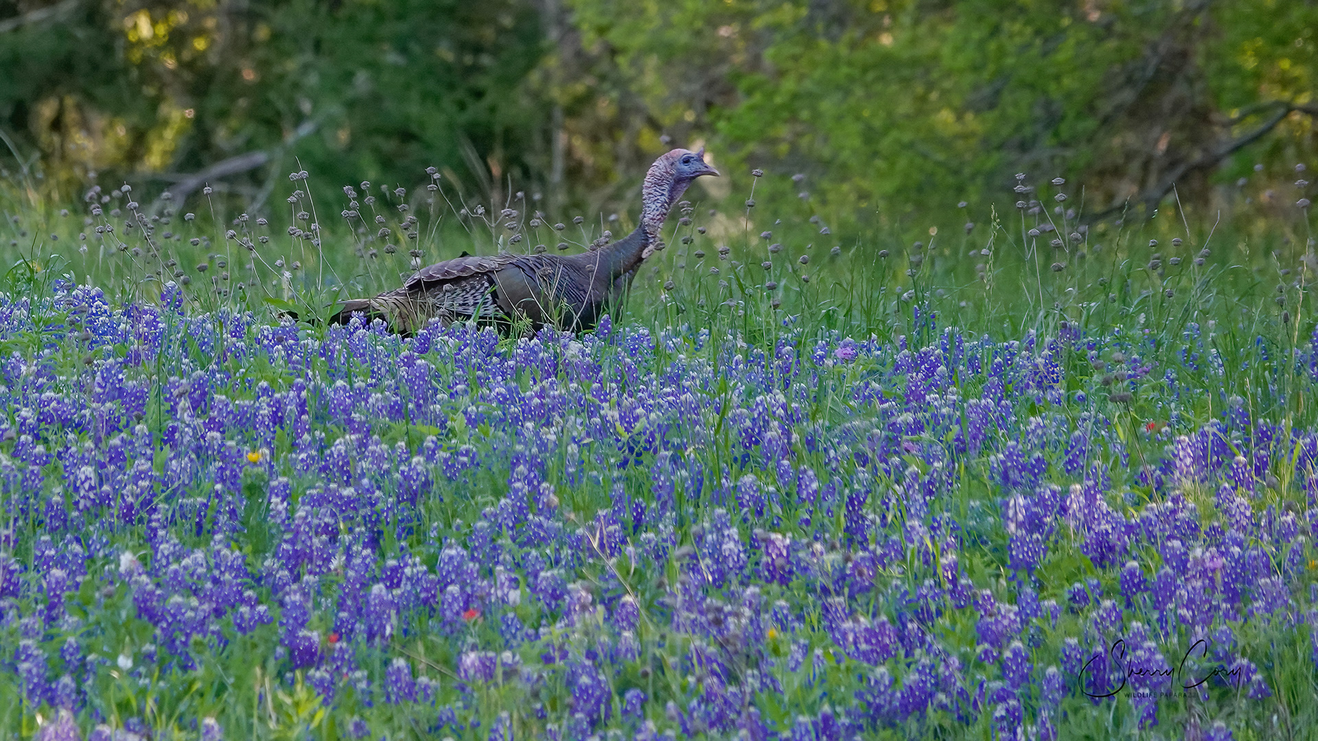 Turkey in Bluebonnets