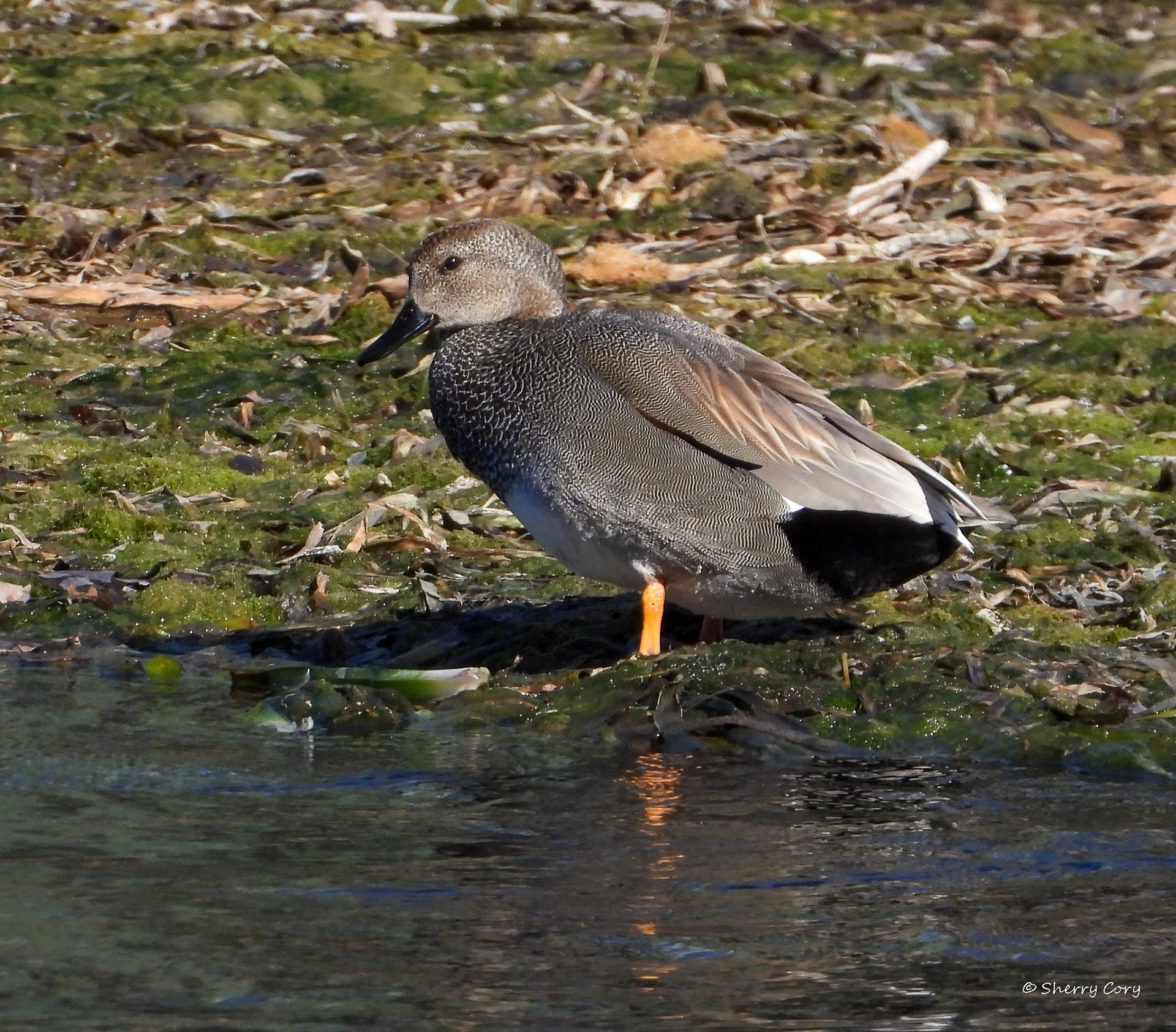 Gadwall (Mareca strepera)
