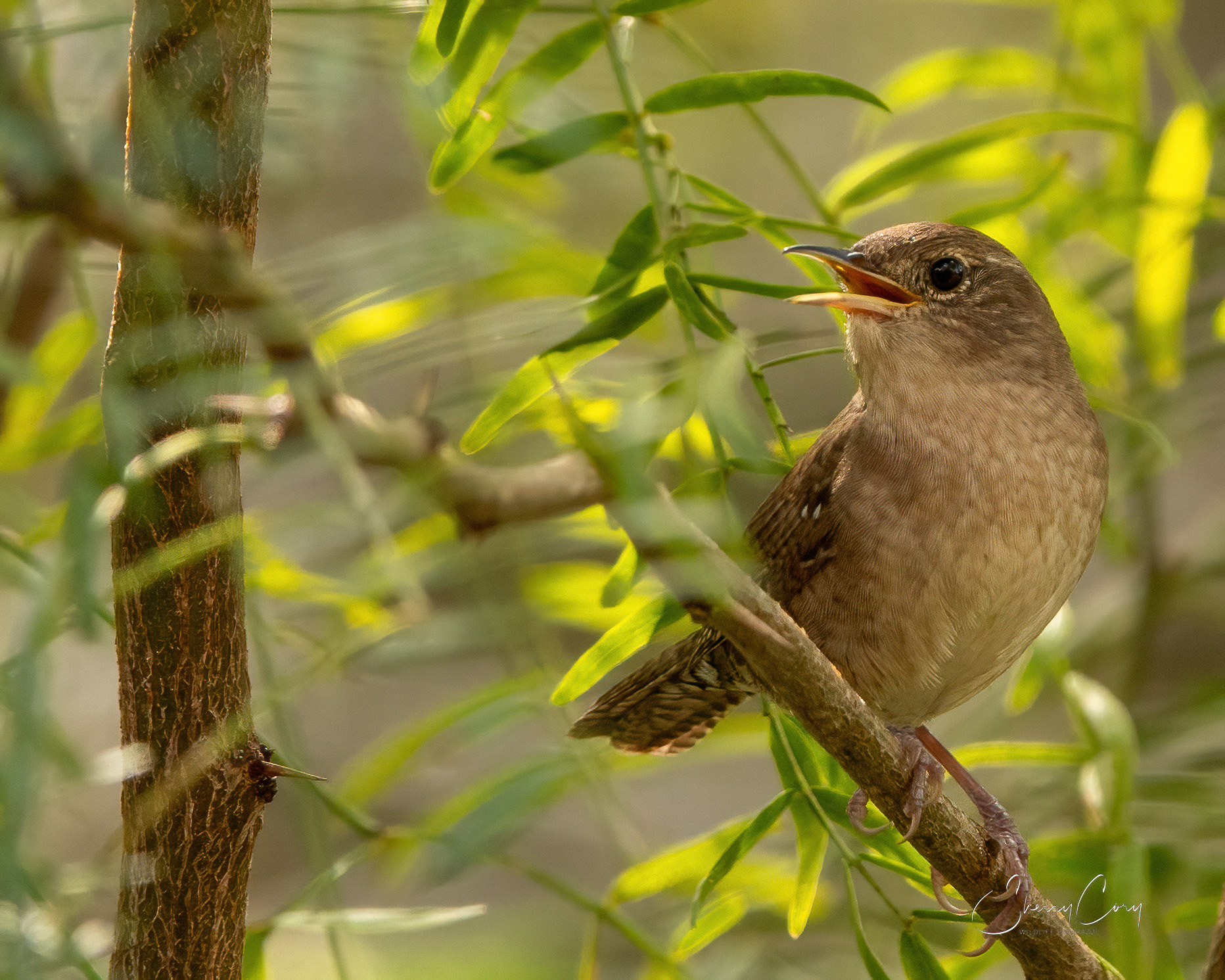 House Wren (Troglodytes aedon)