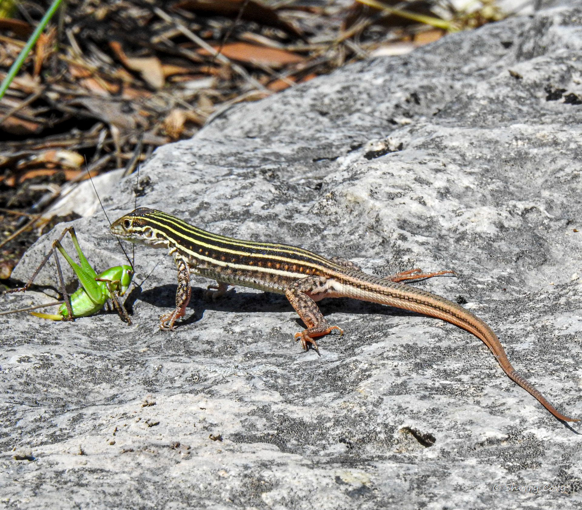 Common Spotted Whiptail