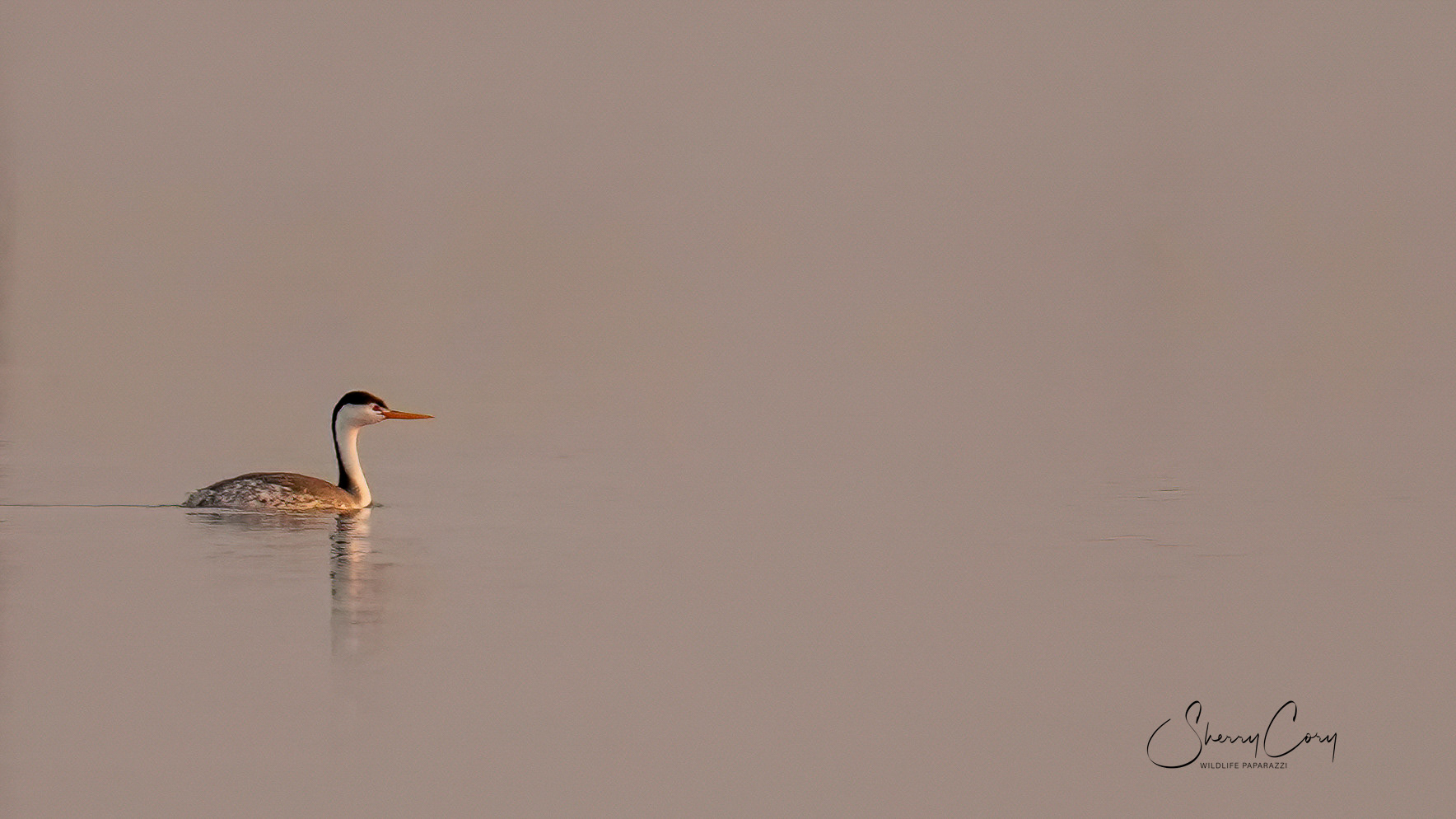 Clark's Grebe