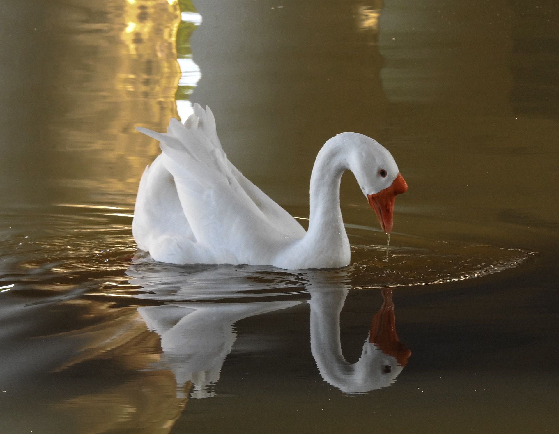 Knob head Goose 5/10