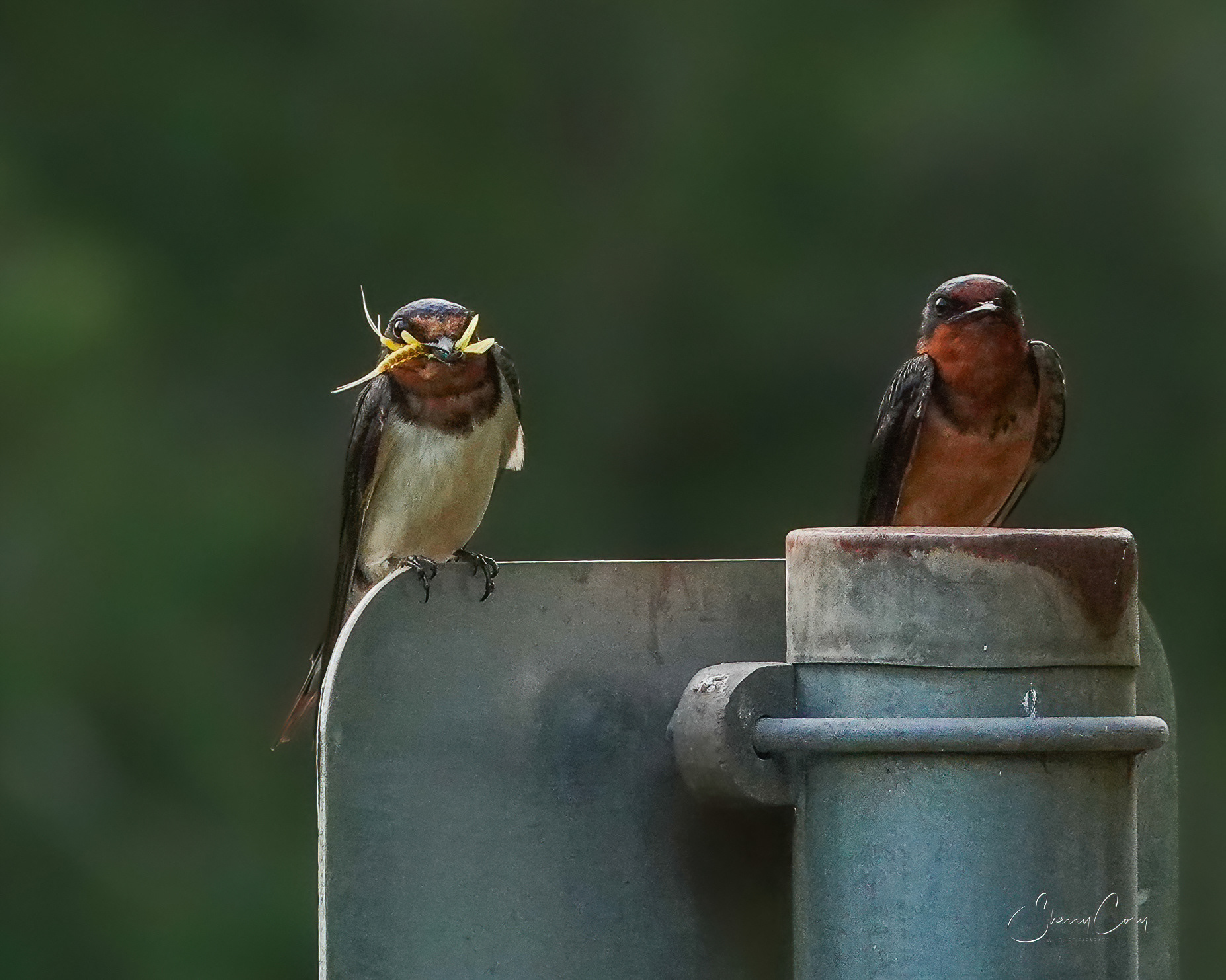 Barn Swallows (Hirundo rustica)