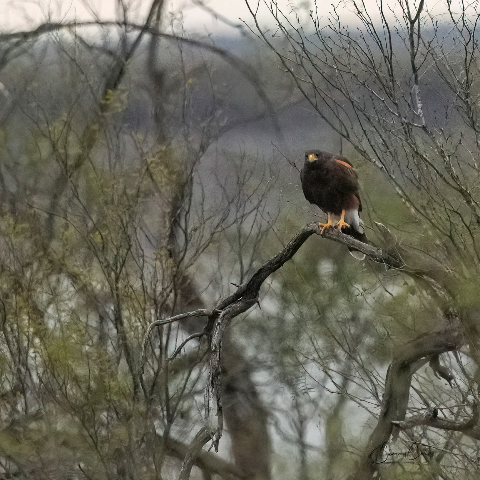 Harris's Hawk (Parabuteo unicinctus)