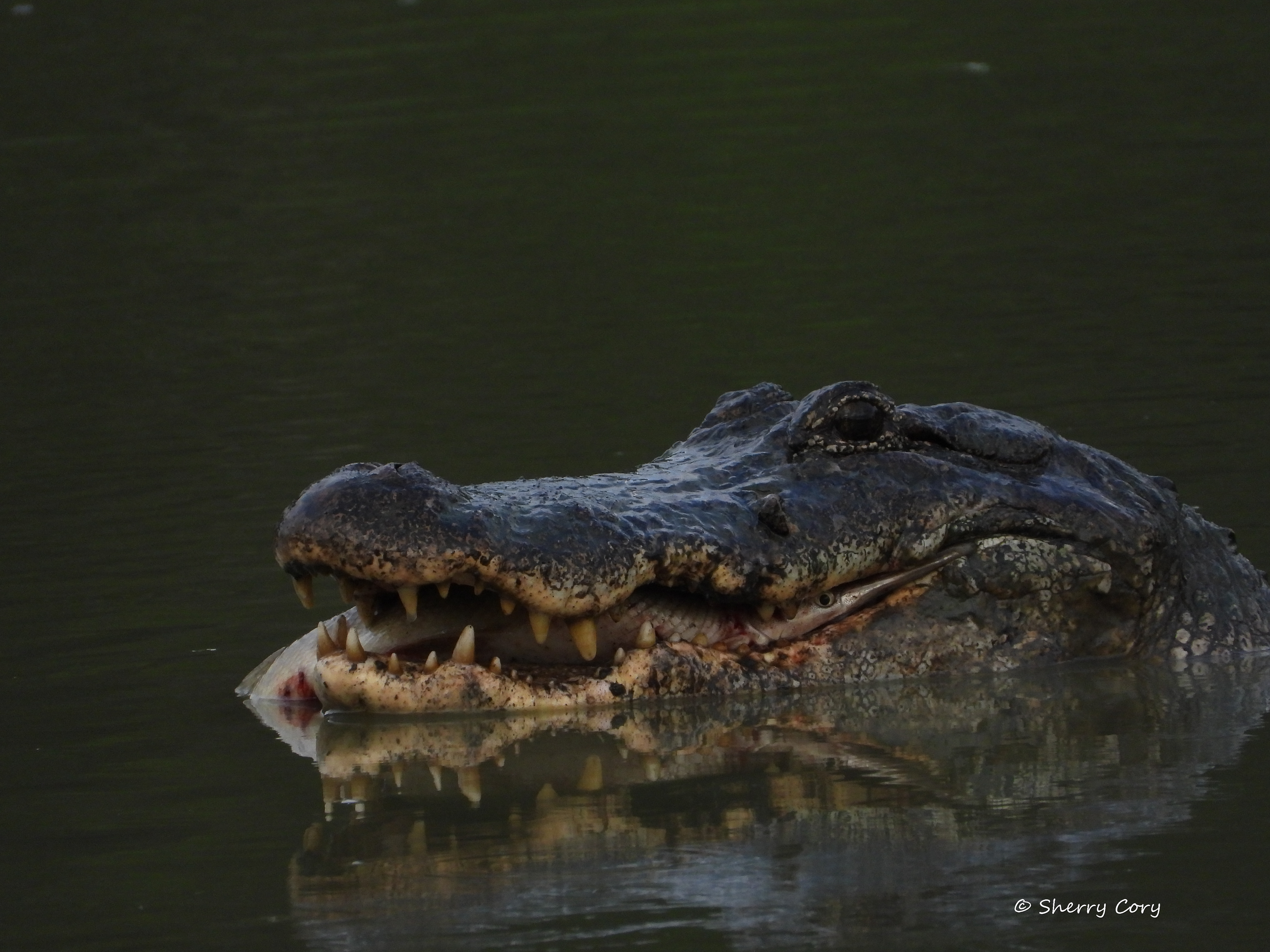 Alligator with Gar 1/10