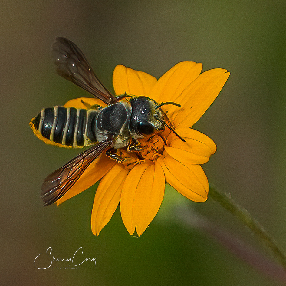 Bee on Flower