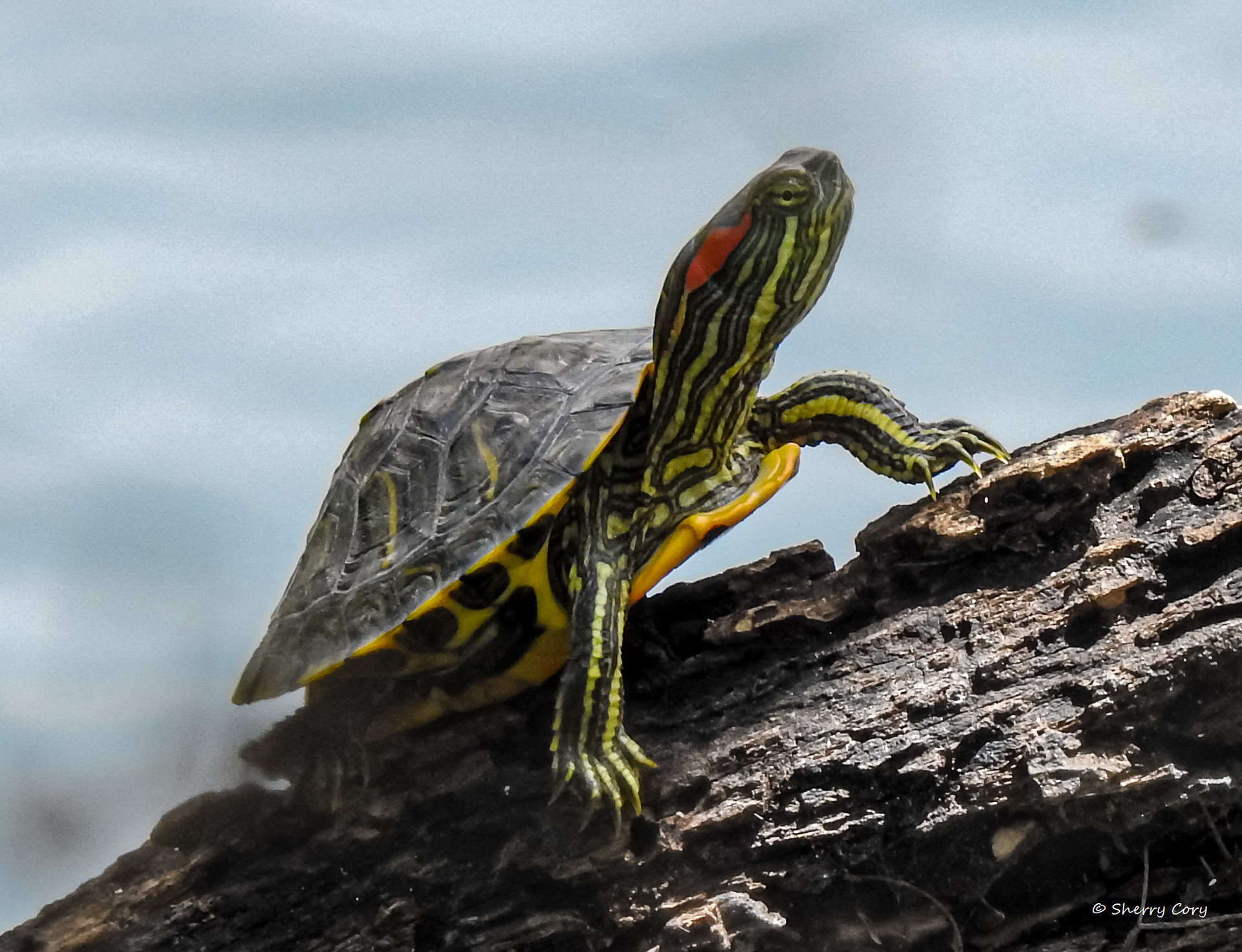 Red Eared Slider