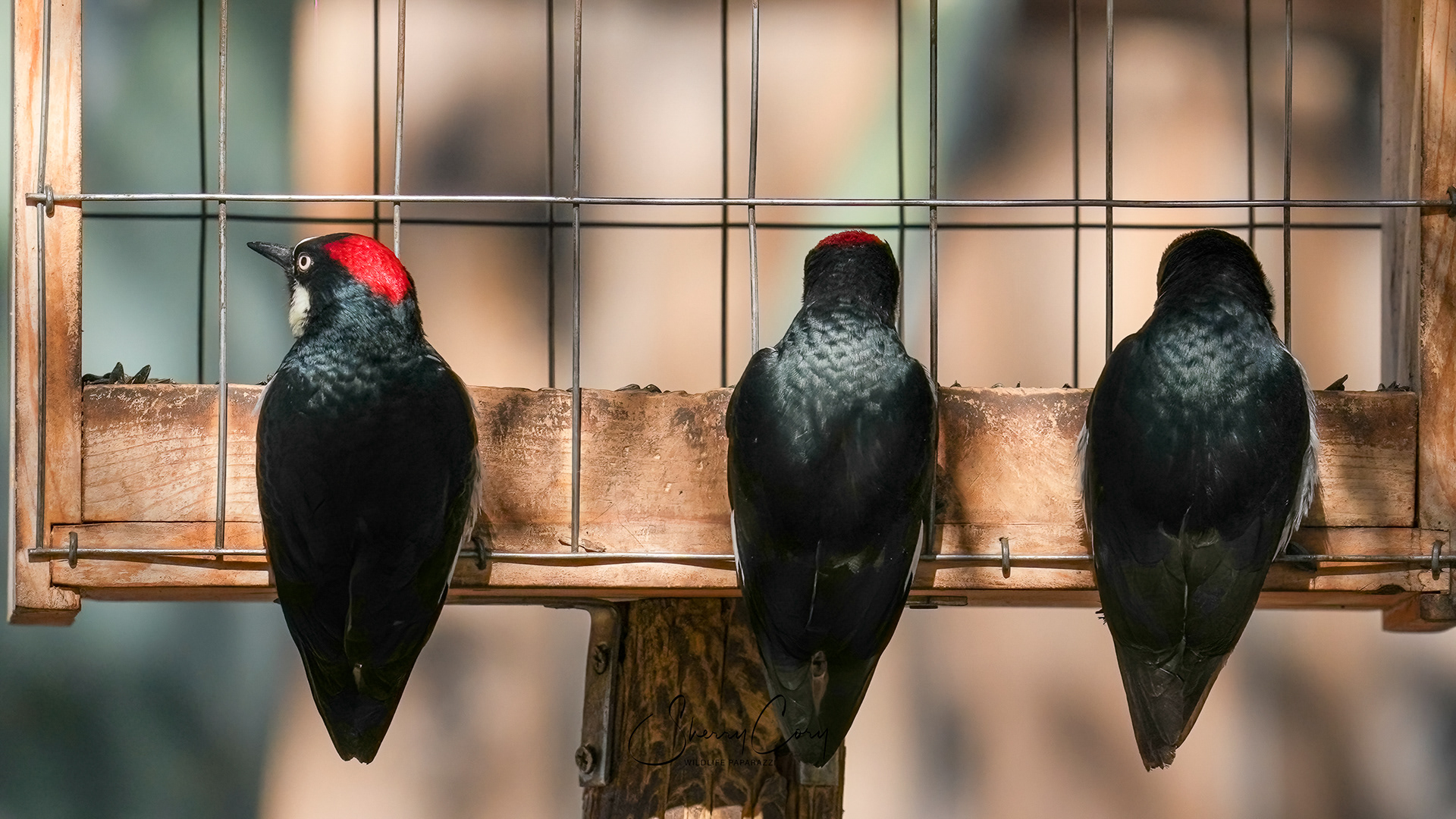 Acorn Woodpeckers
