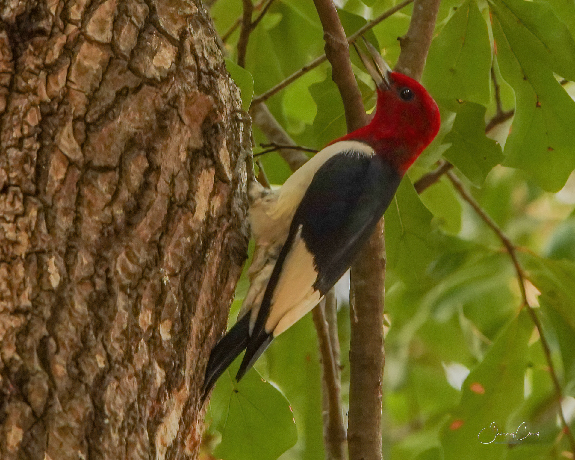 Red Headed Woodpecker