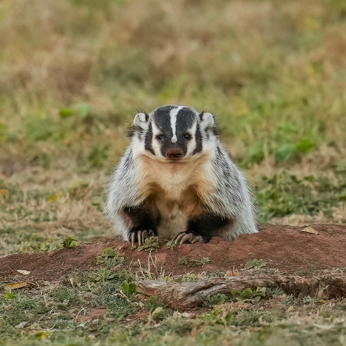American Badger