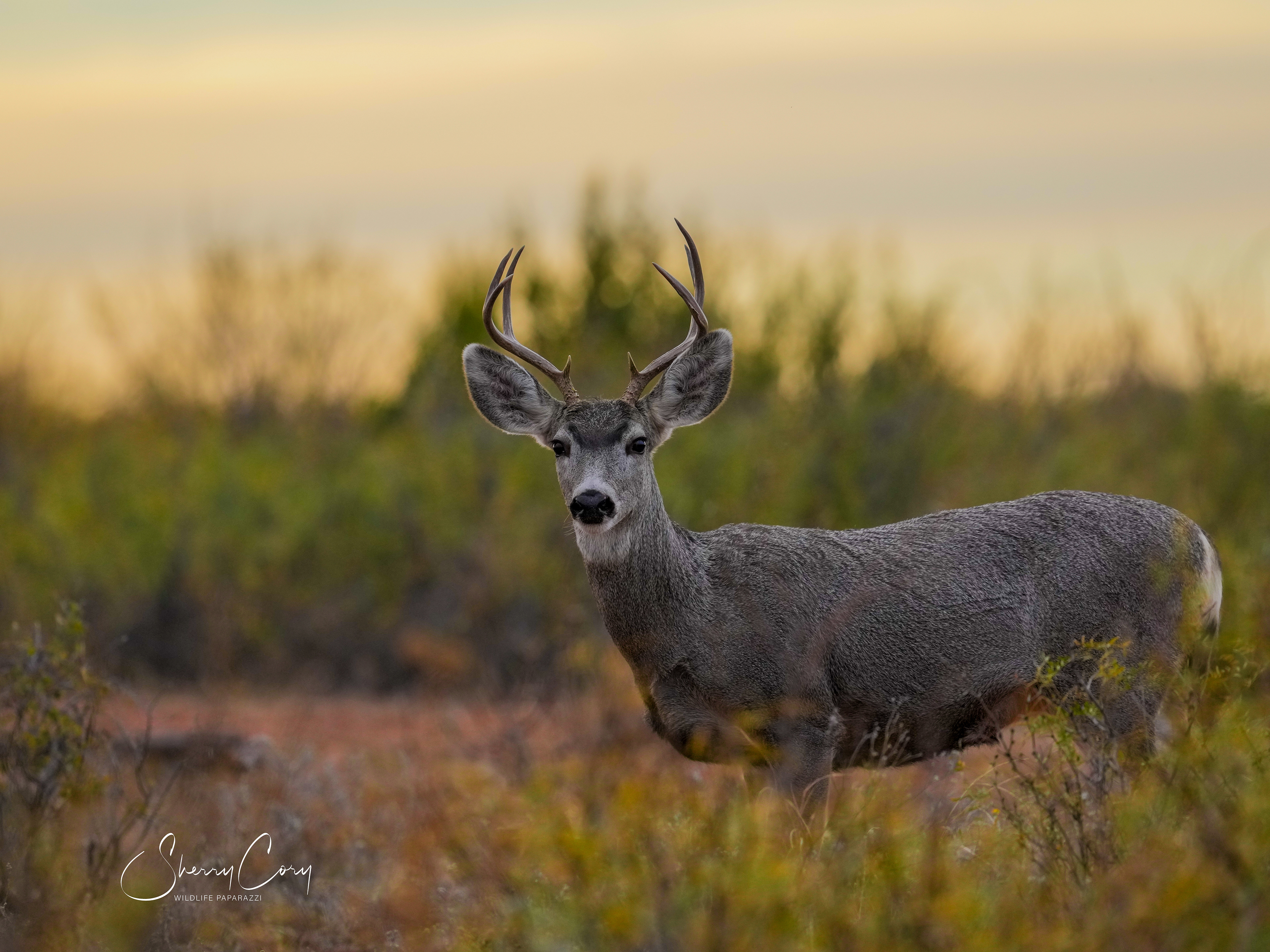 Mule Deer