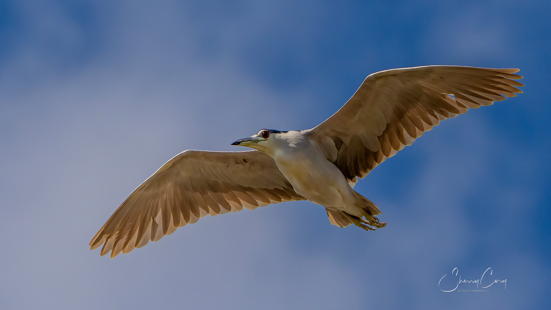 Black Crowned Night Heron (Nycticorax nycticorax))