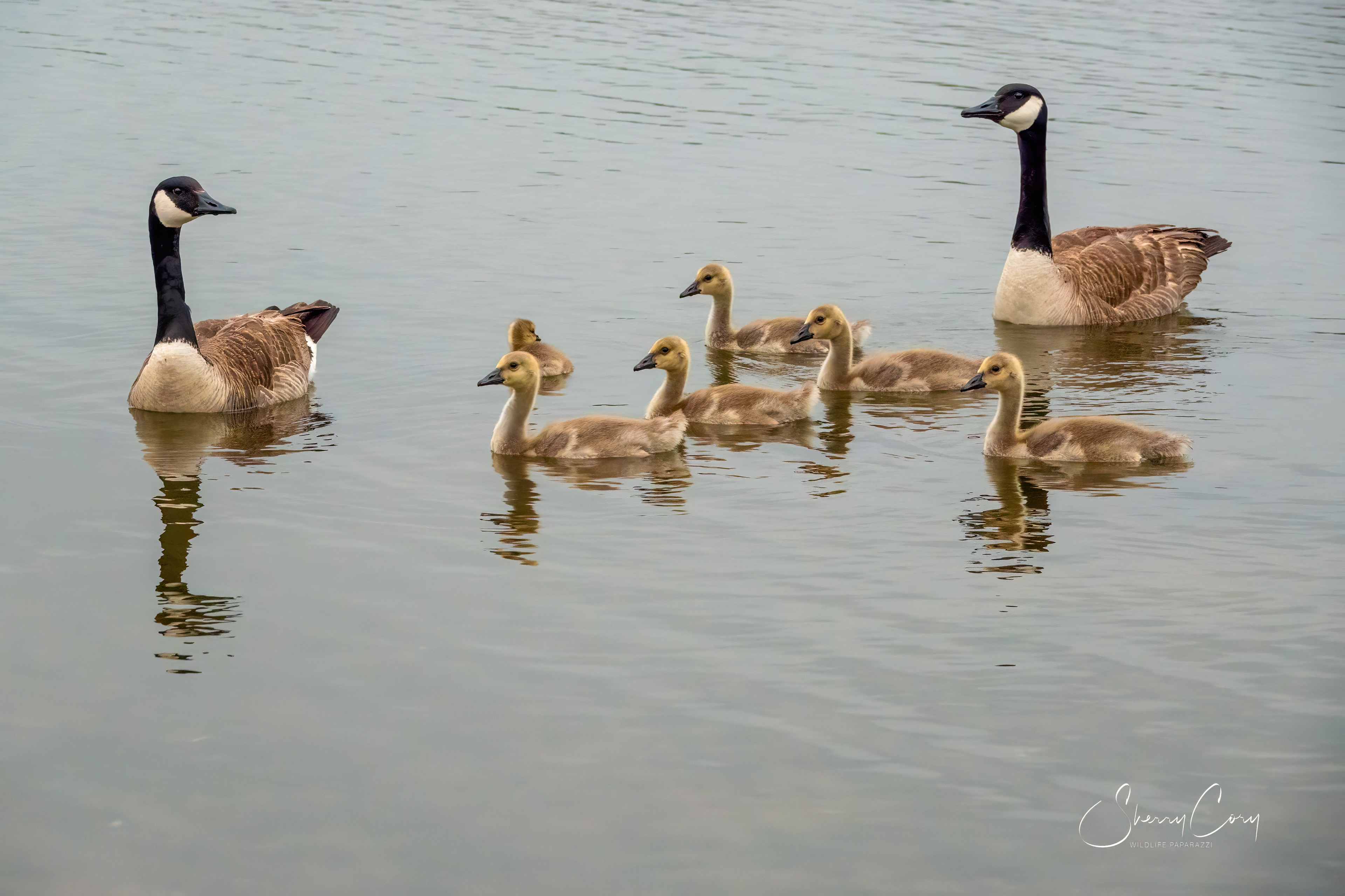 Canadian Geese