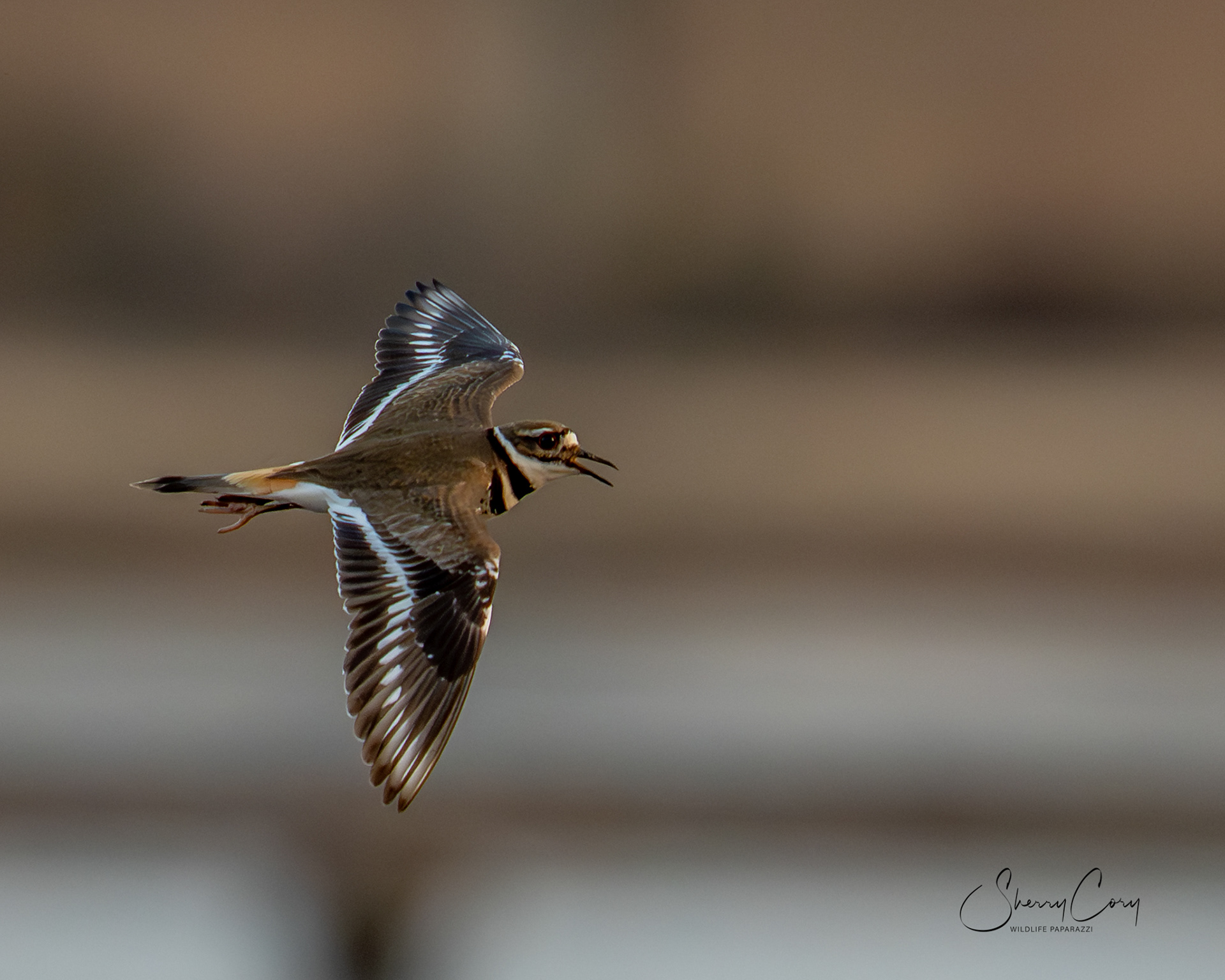 Killdeer