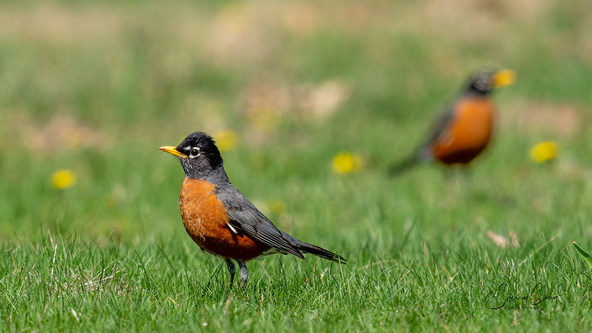 American Robin
