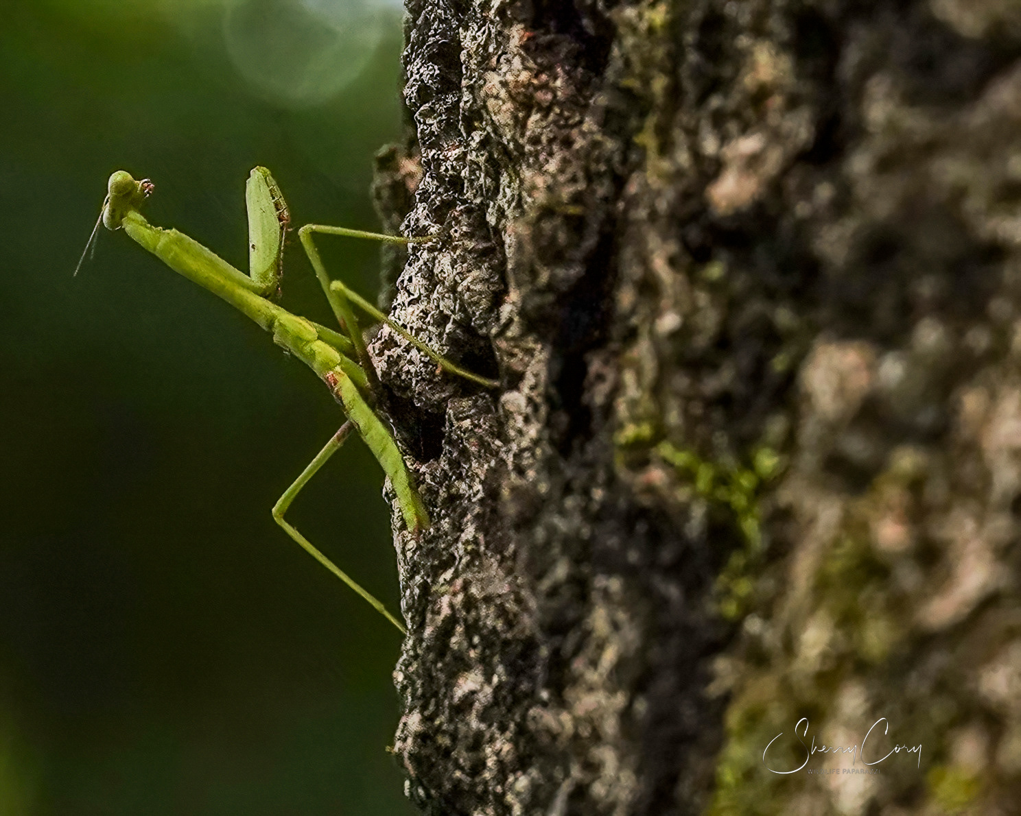 Praying Mantis
