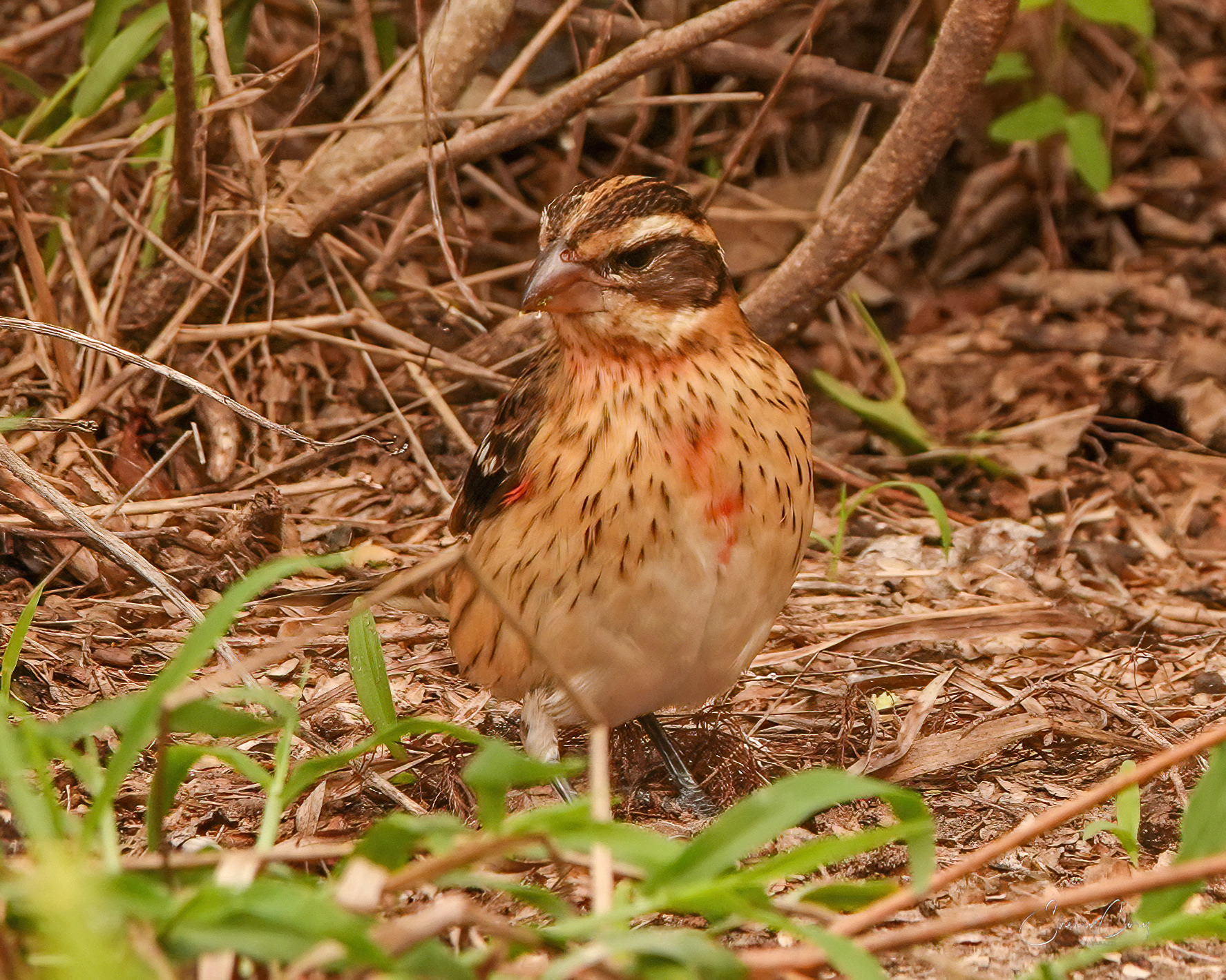 Immature male Rose Breasted Grosbeak (Pheucticus ludovicianus)