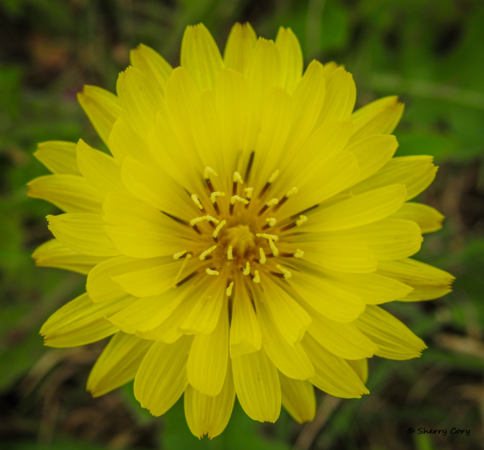 False Dandelion