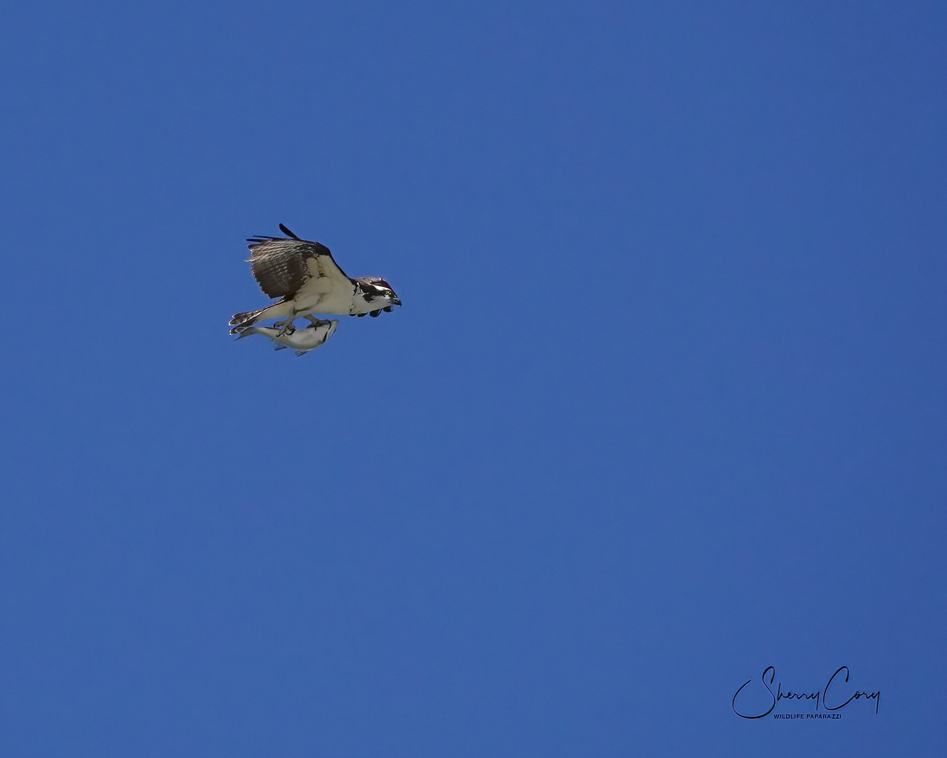 Osprey (Pandion haliaetus)