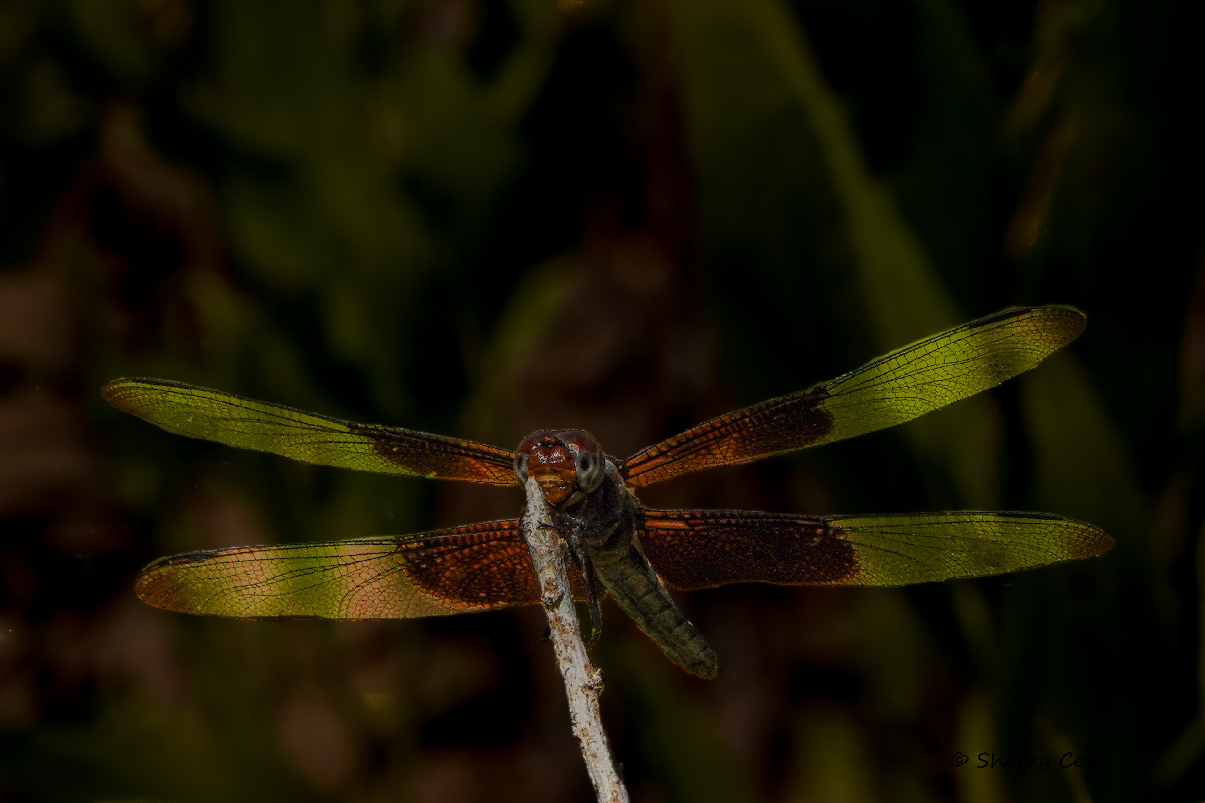 Widow Skimmer