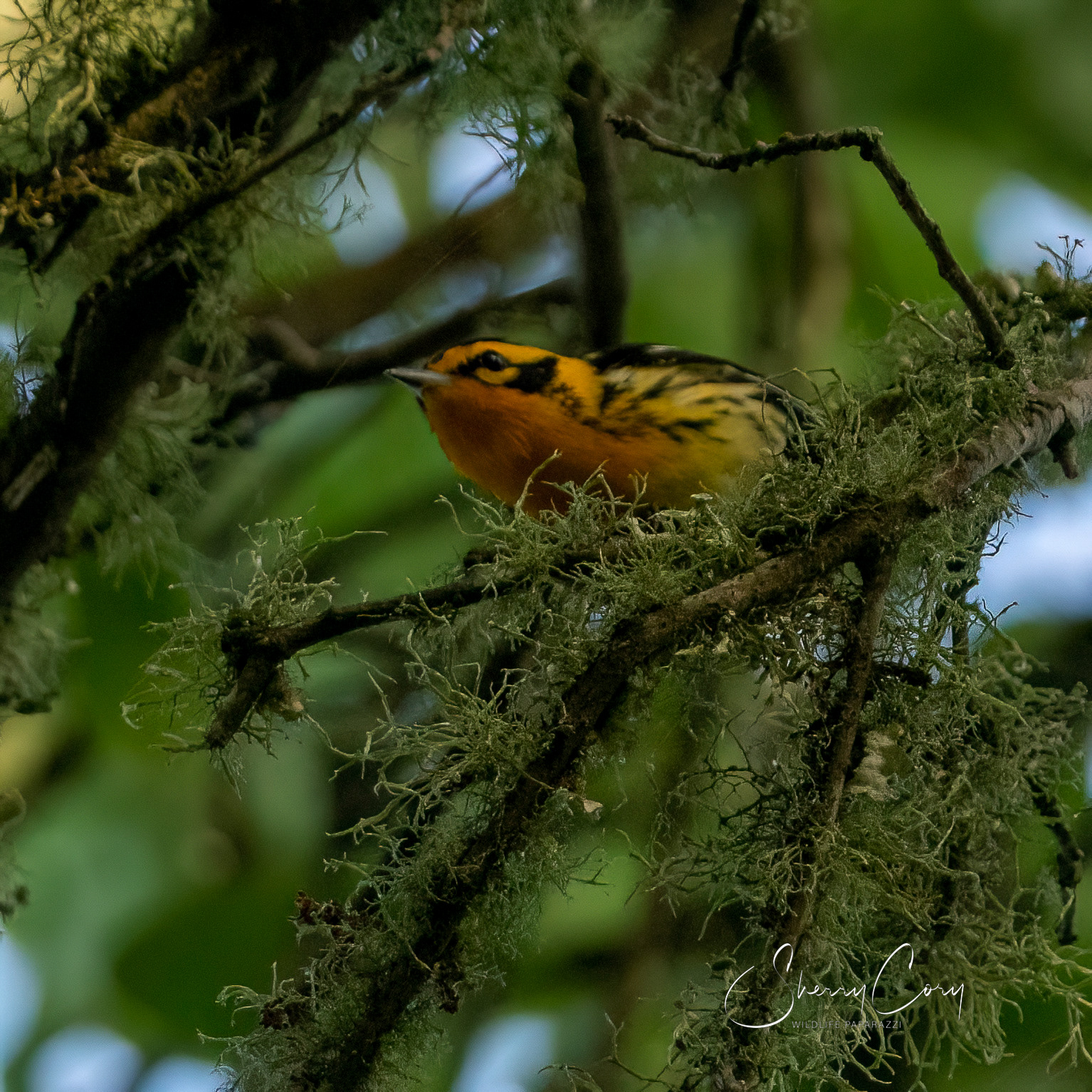 Blackburnian Warbler (Setophanga fusca)