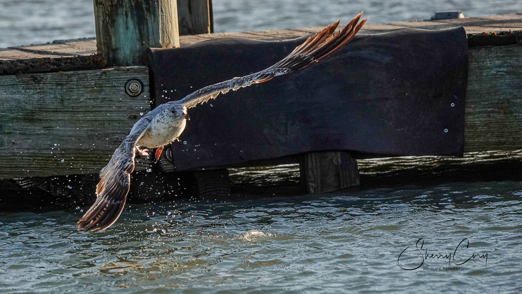 Ring Billed Gull (Larus delawarensis)