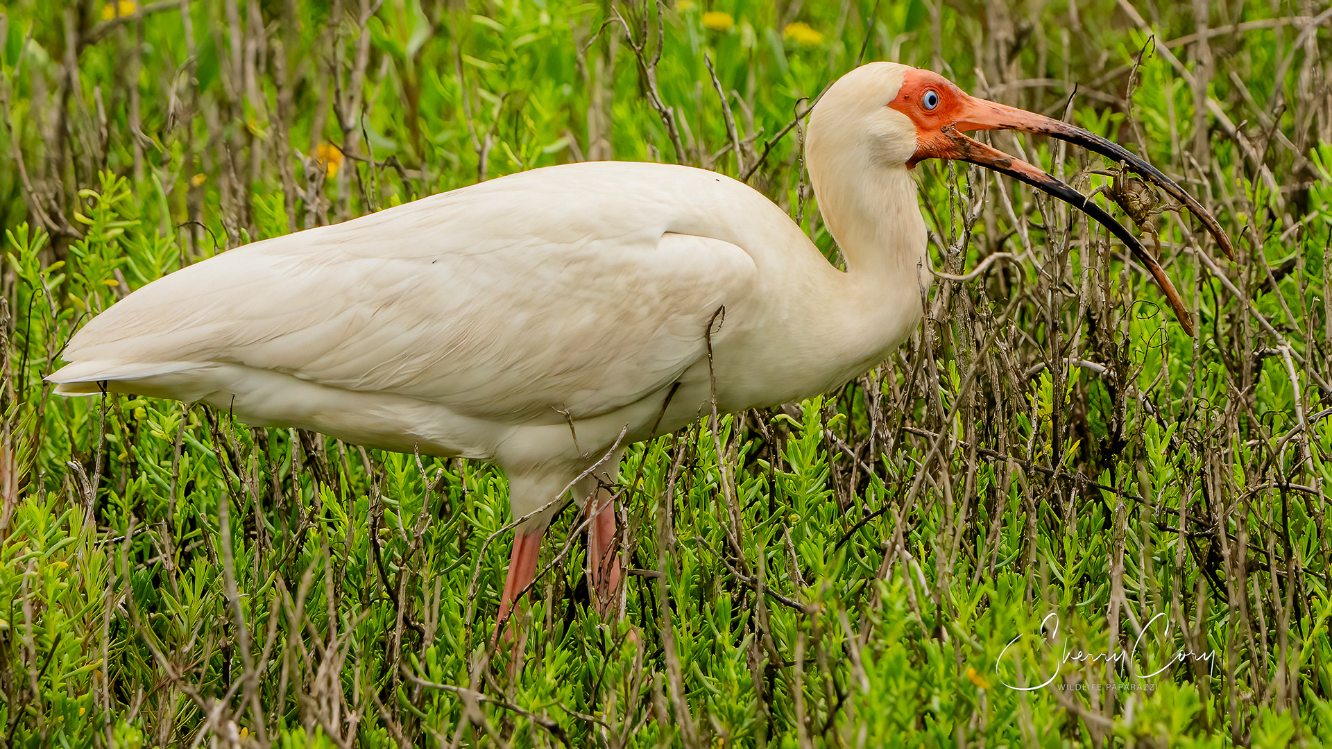 White Ibis eating a crab