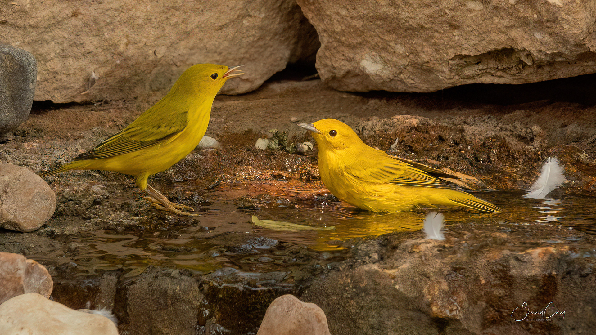 Yellow Warbler (Setophanga petechia)