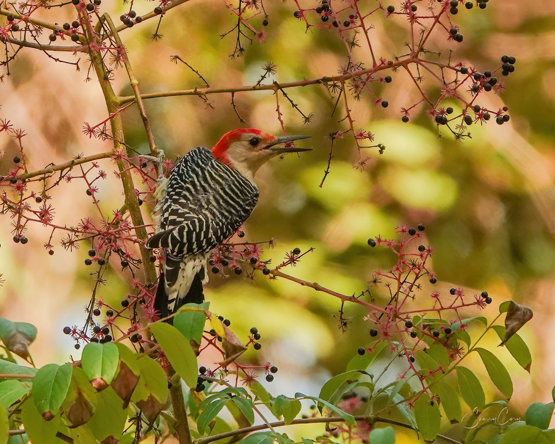 Red Bellied Woodpecker (Melanerpes carolinus)