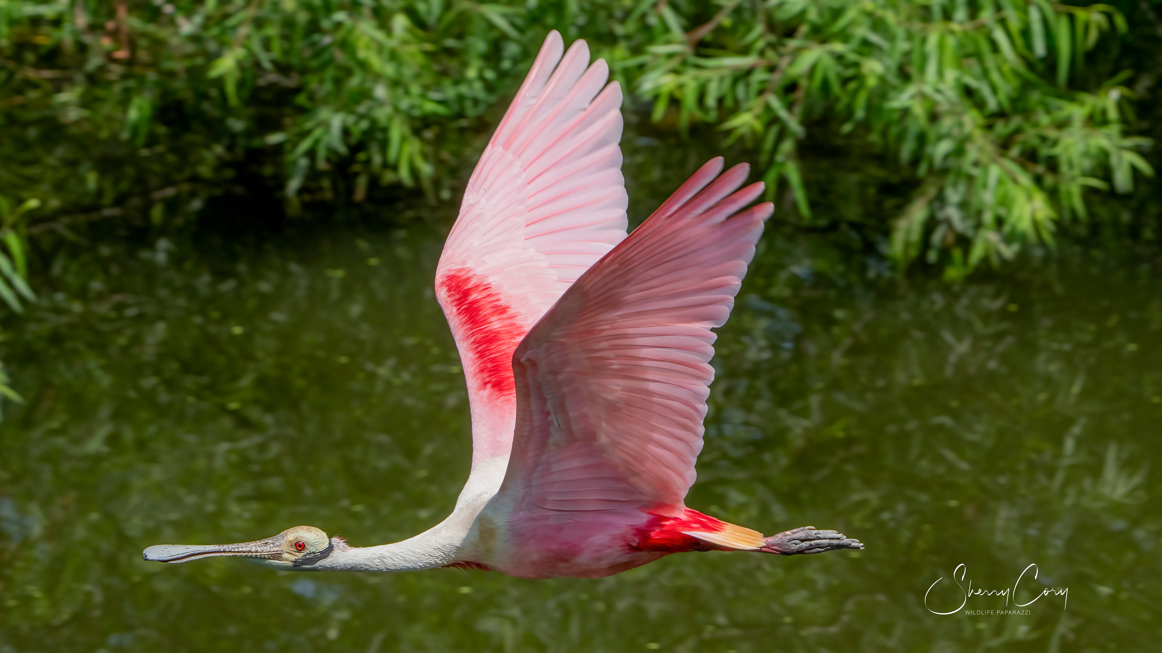 Roseate Spoonbill