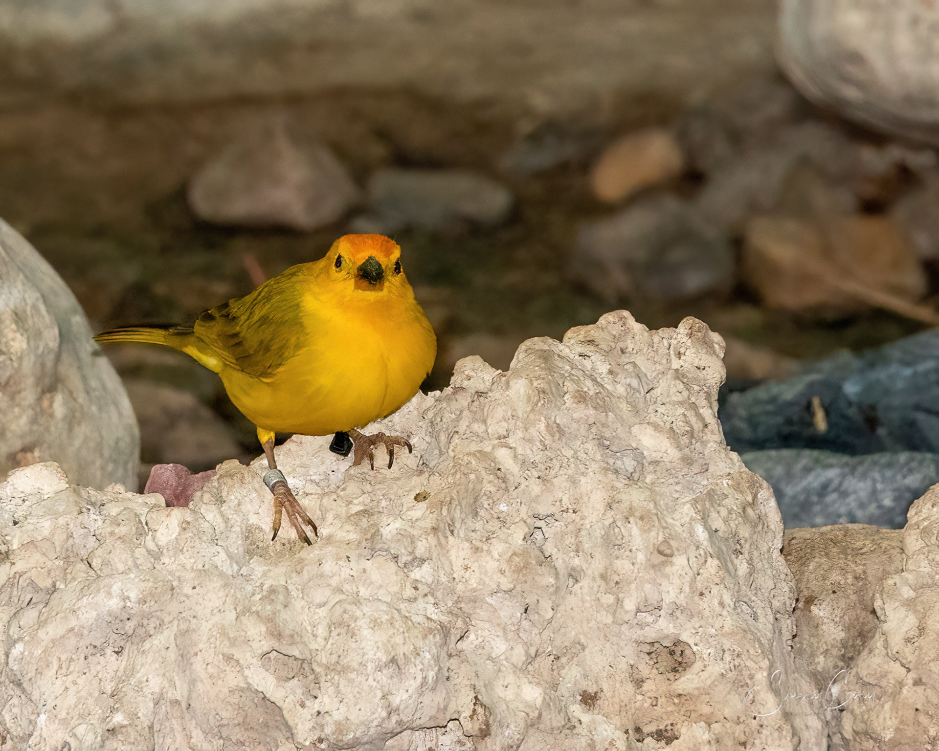 Saffron Finch