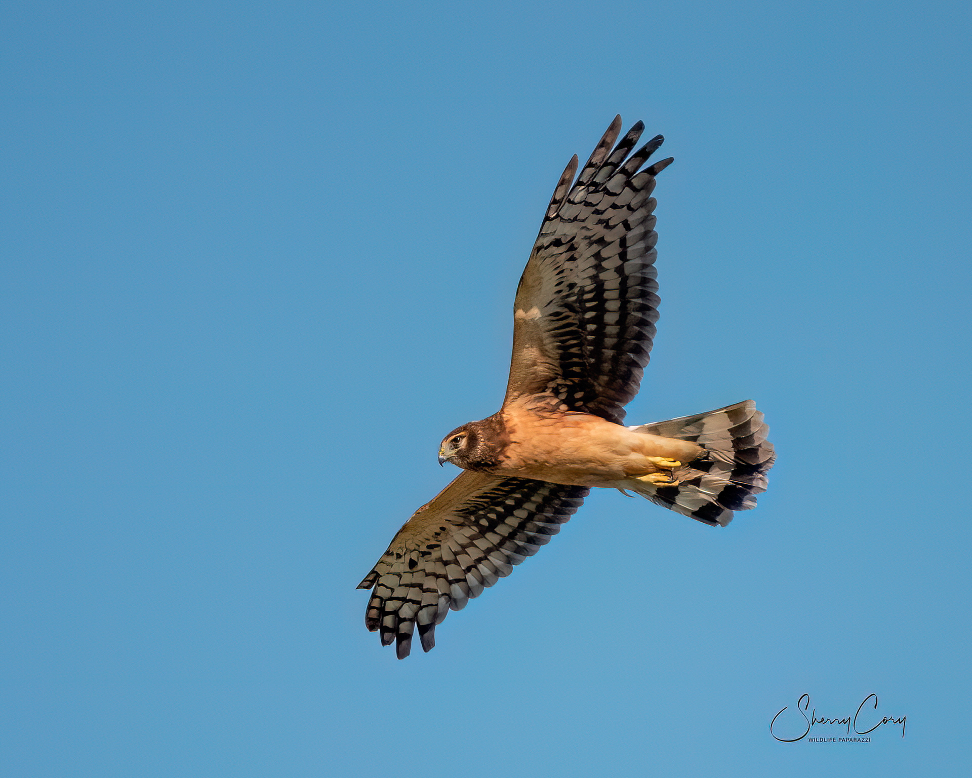 Northern Harrier (Circus hudsonius)