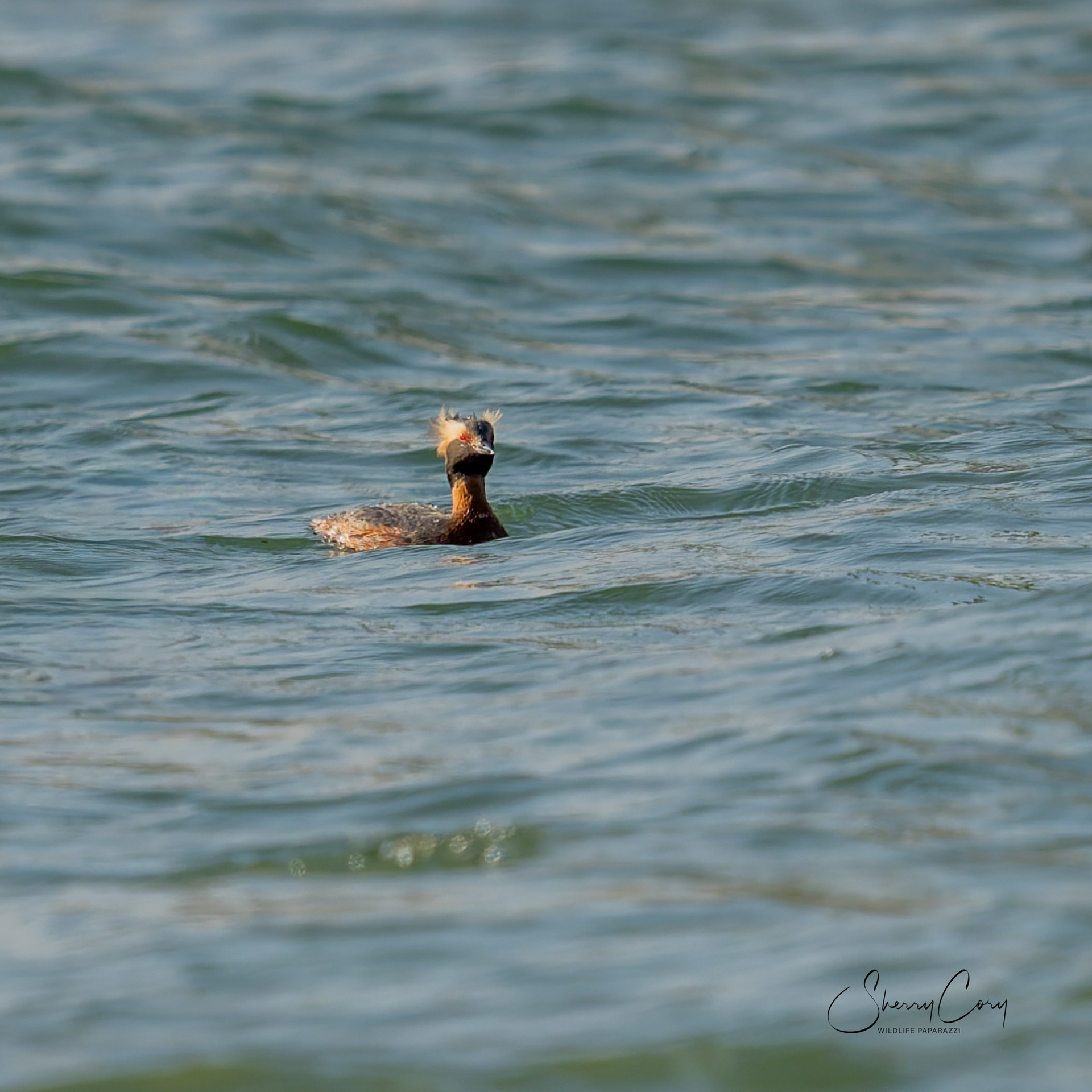 Horned Grebe (Podiceps auritus)