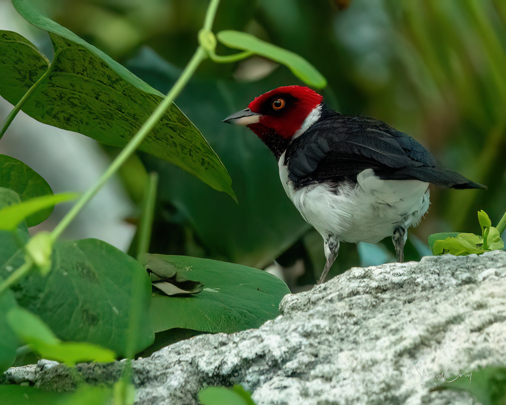 Red Capped Cardinal